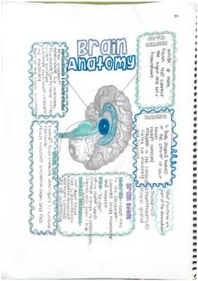 Know anatomy doodle notes thumbnail