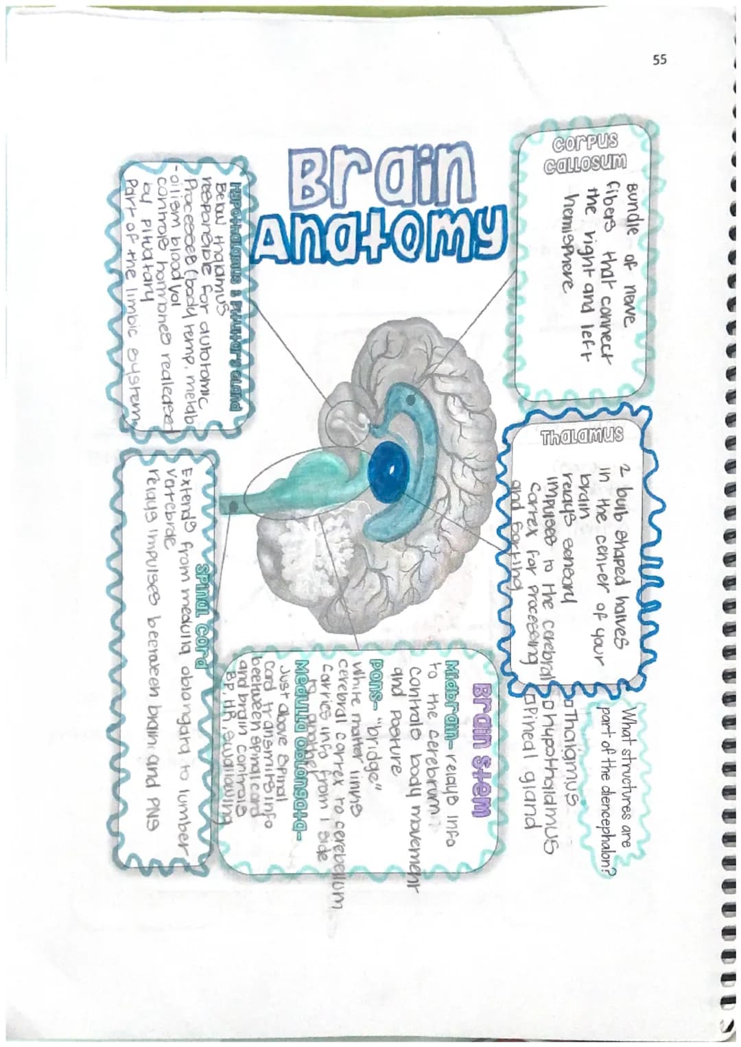55
corpus
wNSOTIDS
Bundle of newe
fibers that connect
the right and left
hemisphere
Brain
Anatomy
Hypothalamus & Pruntary Gland
Below thalam