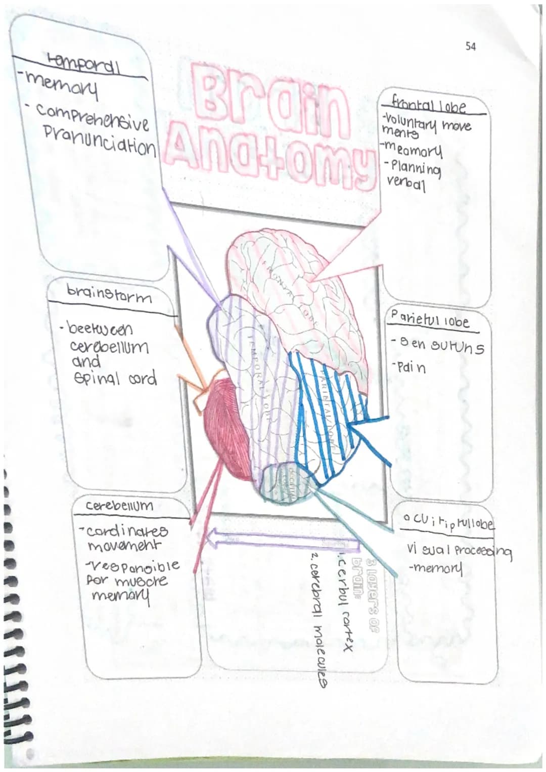 55
corpus
wNSOTIDS
Bundle of newe
fibers that connect
the right and left
hemisphere
Brain
Anatomy
Hypothalamus & Pruntary Gland
Below thalam