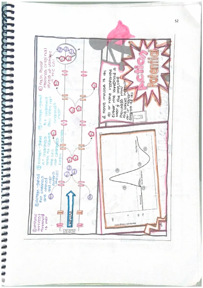 55
corpus
wNSOTIDS
Bundle of newe
fibers that connect
the right and left
hemisphere
Brain
Anatomy
Hypothalamus & Pruntary Gland
Below thalam