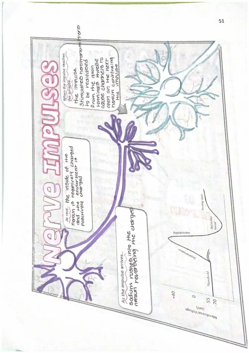 55
corpus
wNSOTIDS
Bundle of newe
fibers that connect
the right and left
hemisphere
Brain
Anatomy
Hypothalamus & Pruntary Gland
Below thalam