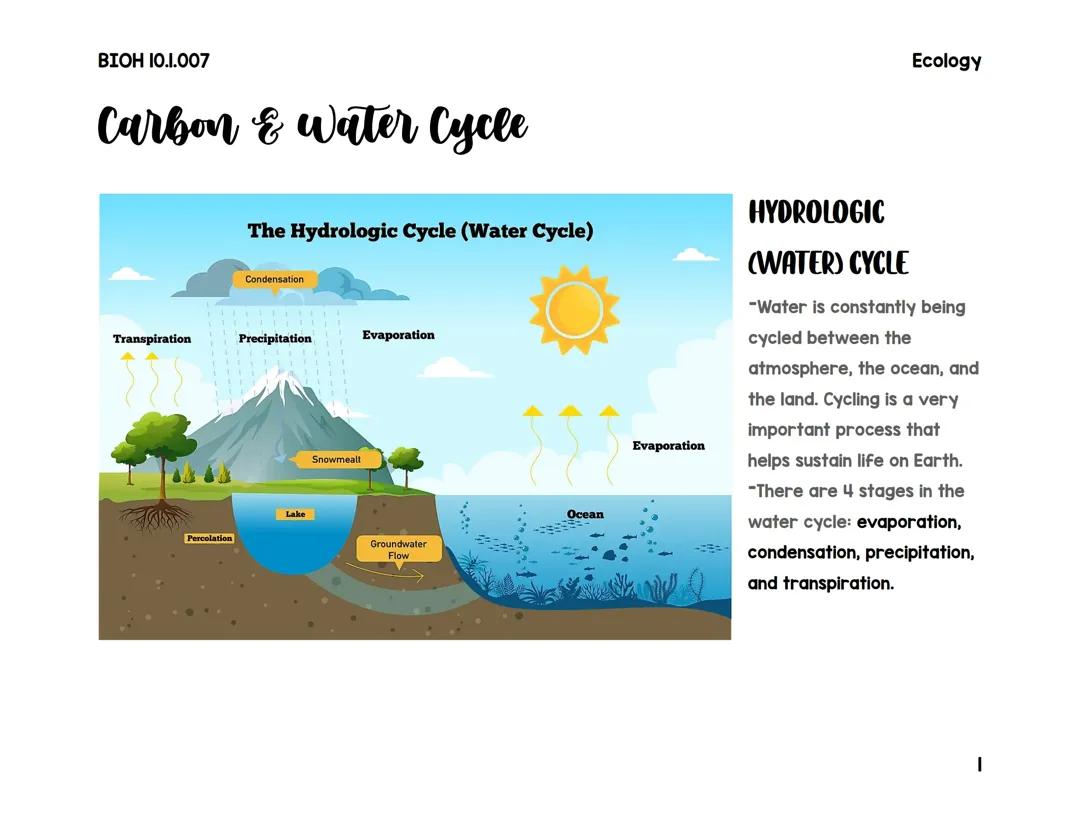 Carbon and Water Cycle: Diagrams, Examples, and Stages for Kids