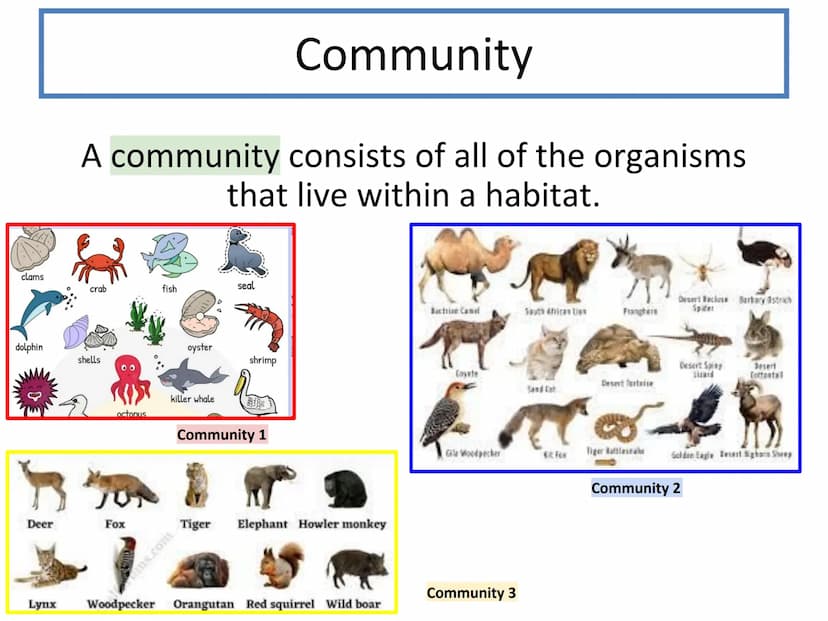 N5 Unit 3 KA1
Ecosystems N5 biology course
1. Cell Biology
2. Multicellular Organisms
3. Life on Earth Unit 3 - Life on Earth
1. Ecosystems
