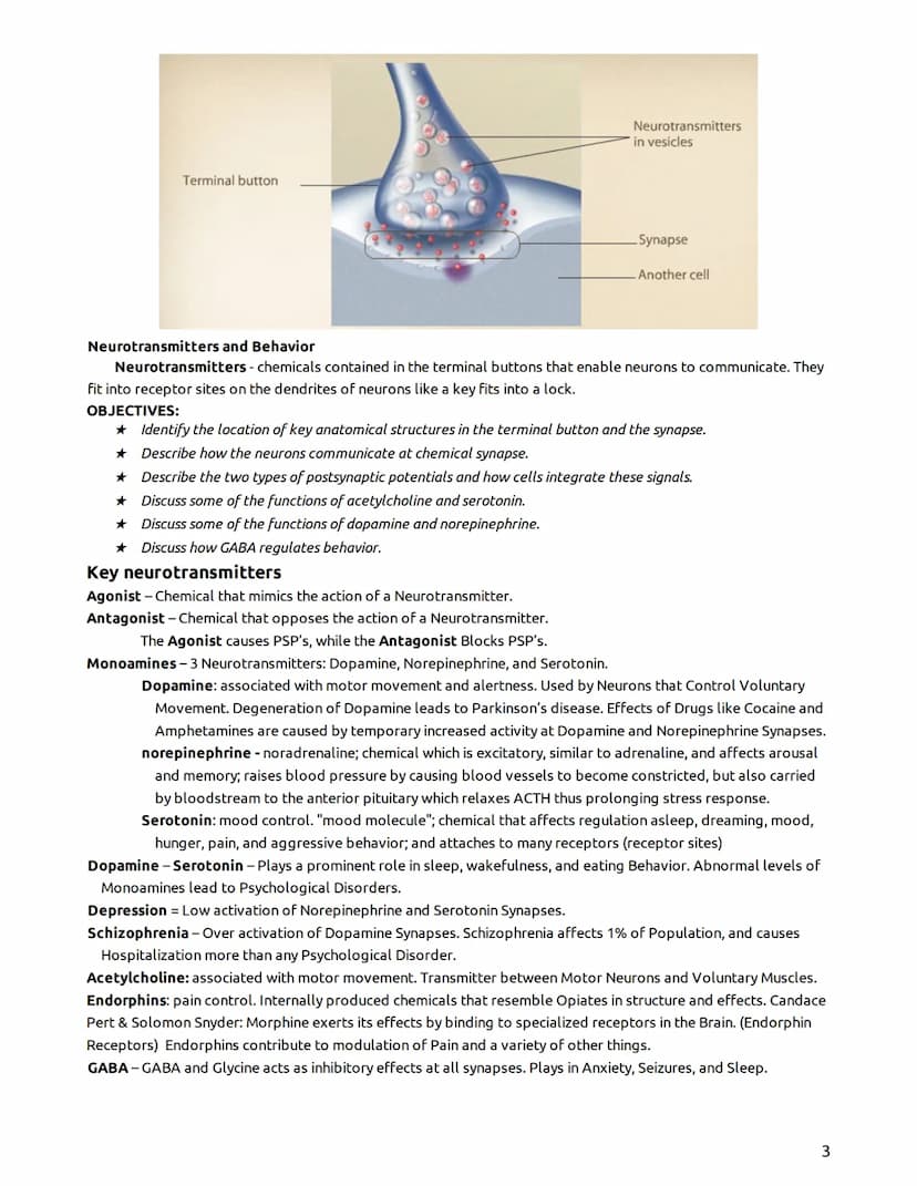 Psychology - Mr. Duez-LEARNING TARGETS
UNIT 2- "The Biological Bases of Behavior"
Part I - The Brain, Nervous System, Neurons, & Behavior/He