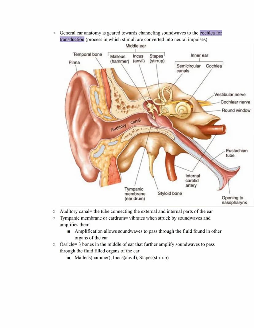 Unit 5: Cognition
The study of mental processes that cannot be directly observed. Gaining and applying knowledge,
problem solving, forming m