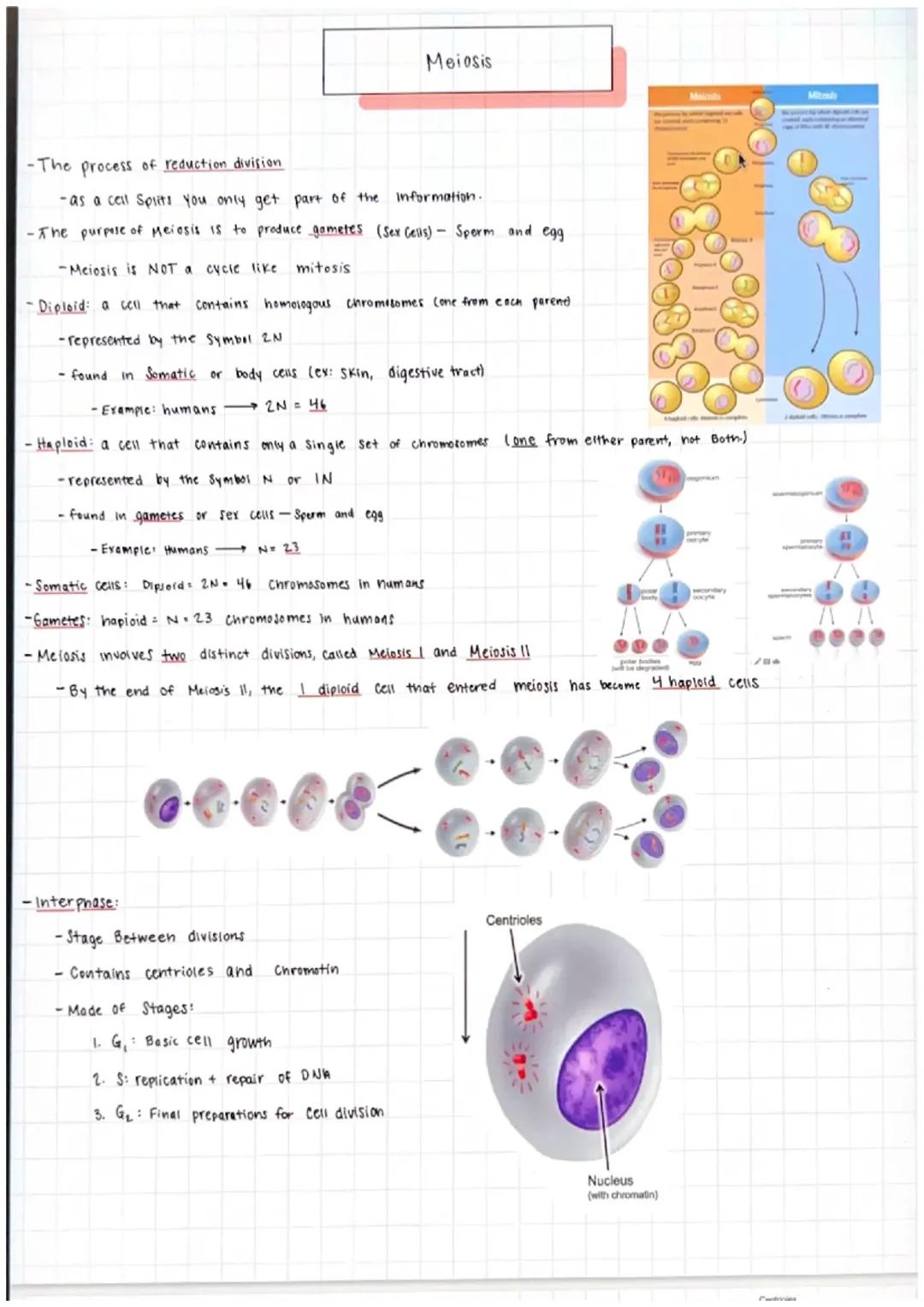 Understanding Meiosis: The Process of Reduction Division