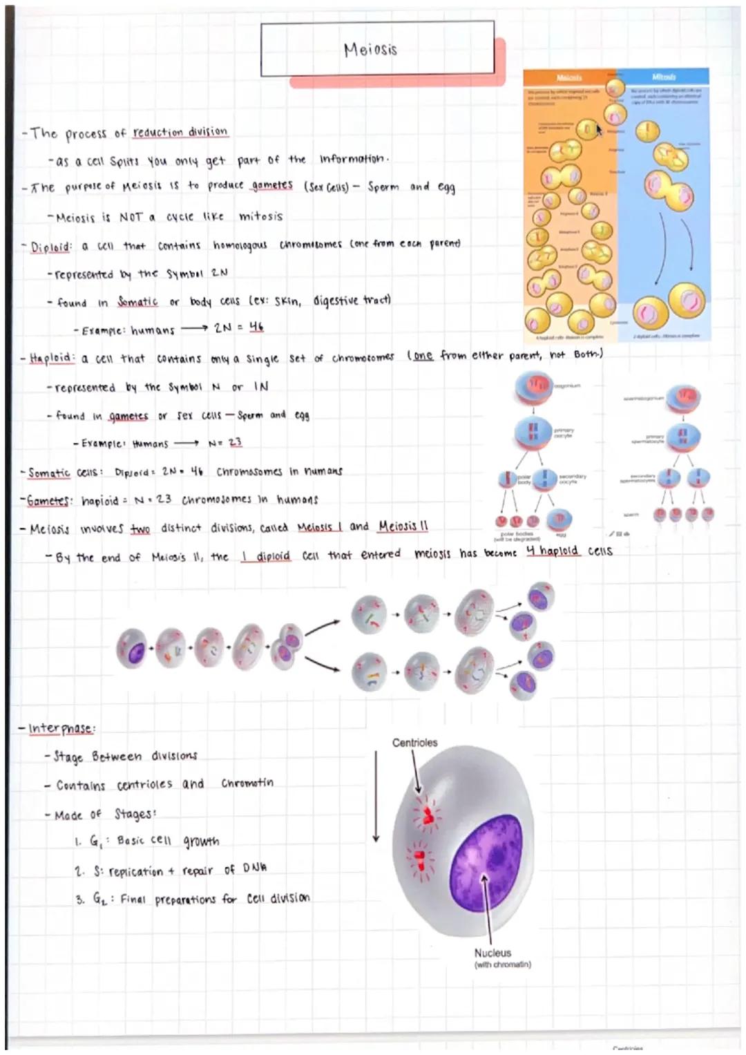 -The process of reduction division
-as a cell Splits You only get part of the information.
-The purpose of Meiosis is to produce gametes (Se