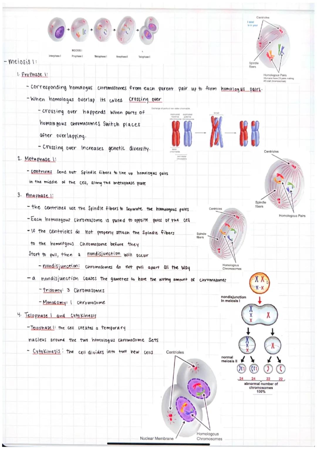-The process of reduction division
-as a cell Splits You only get part of the information.
-The purpose of Meiosis is to produce gametes (Se