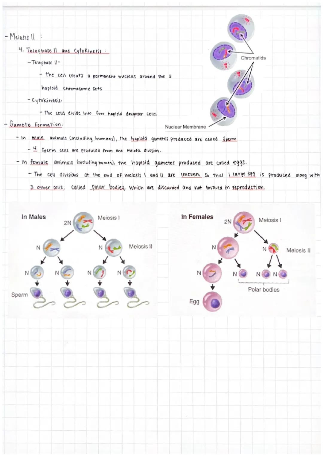 -The process of reduction division
-as a cell Splits You only get part of the information.
-The purpose of Meiosis is to produce gametes (Se