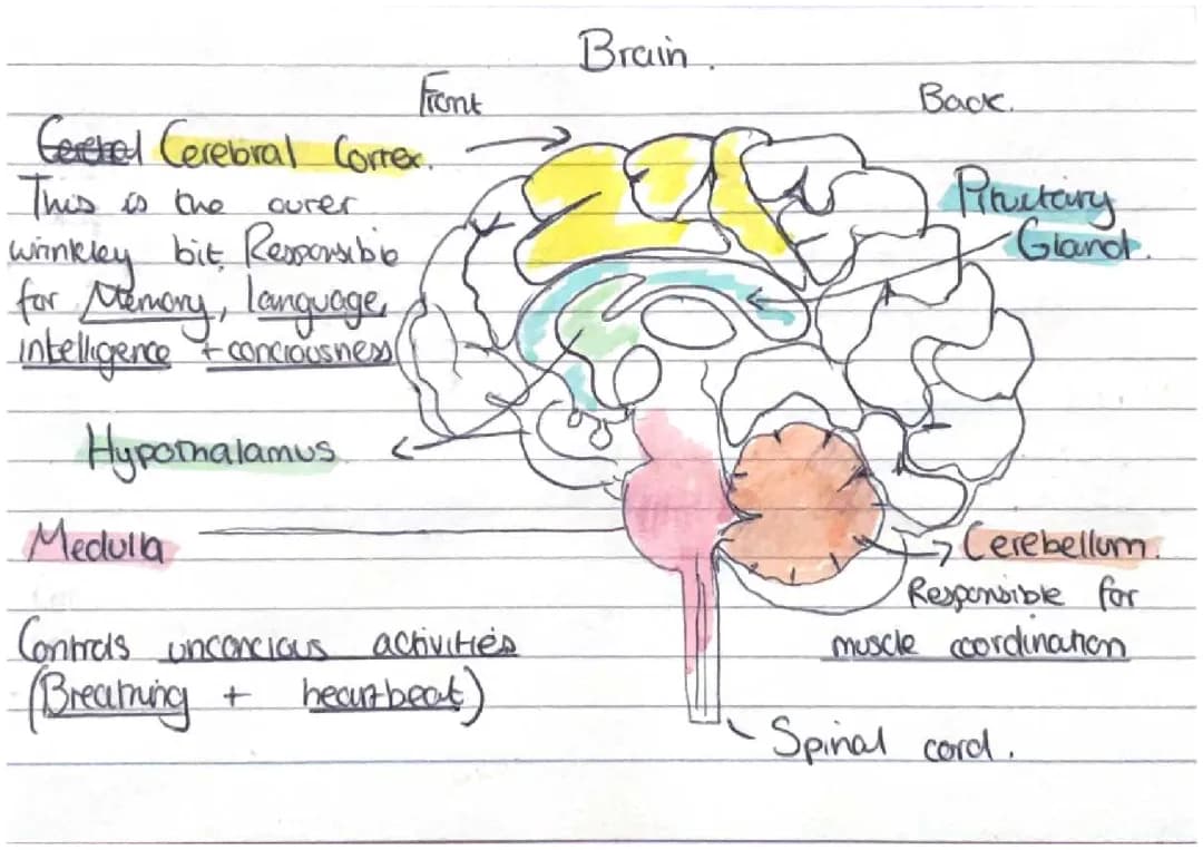 Discover Your Amazing Brain: Lobes, Cortex, and Body Temperature Fun!