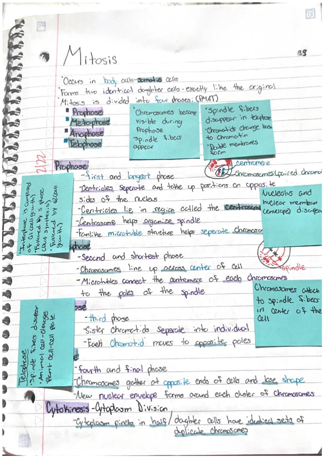 Mitosis Notes