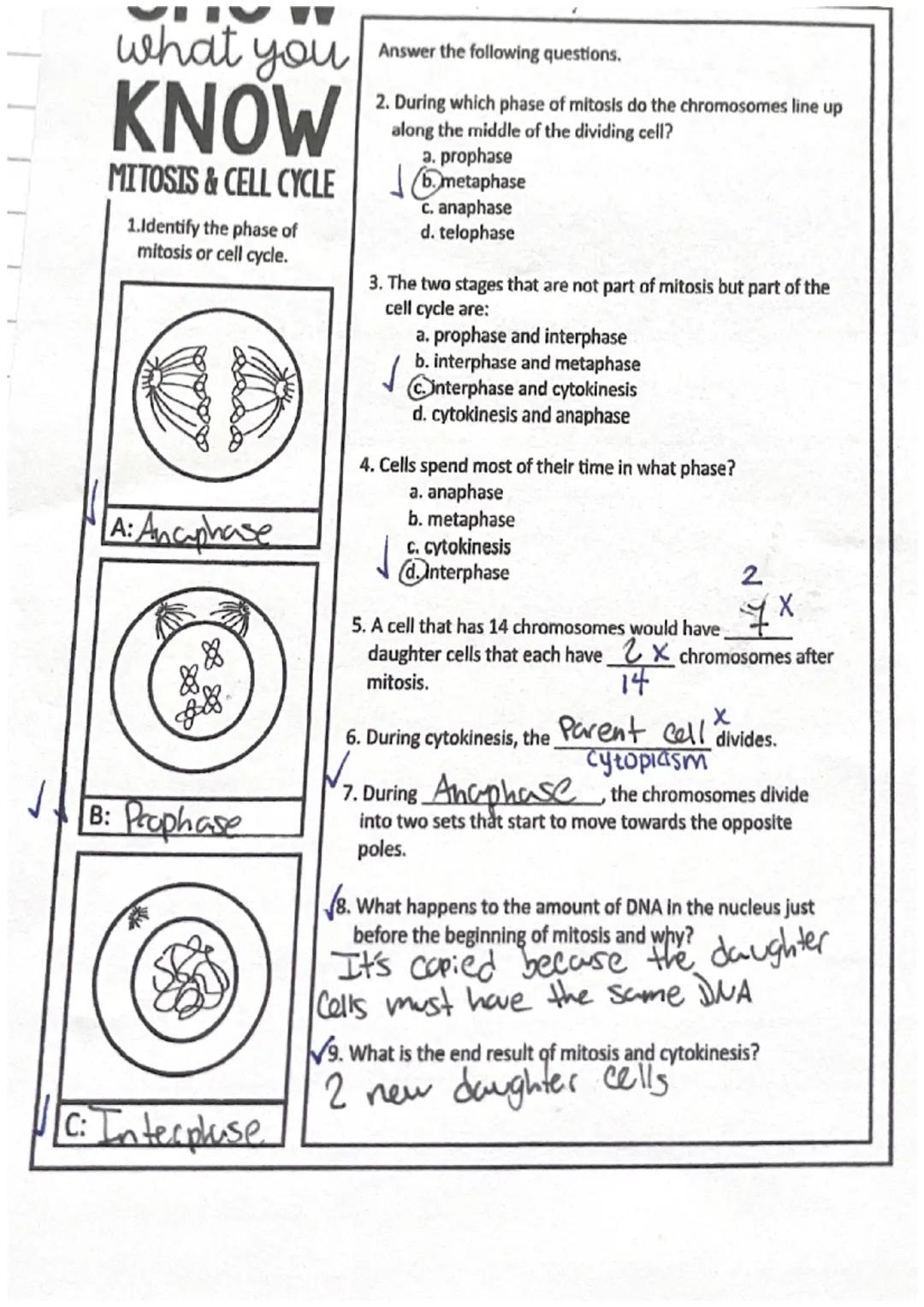 # Mitosis

"Occurs in body cells-somatia Cells

Forms two identical daughter cells-exactly like the criginal

Mitosis is divided into far ph