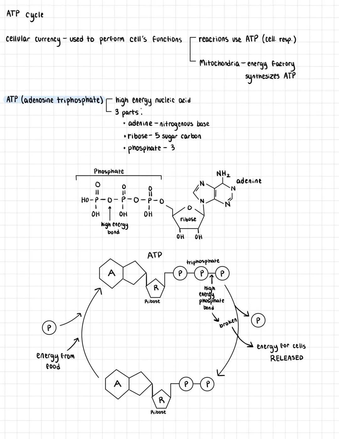 ATP/Photosynthesis in cells
