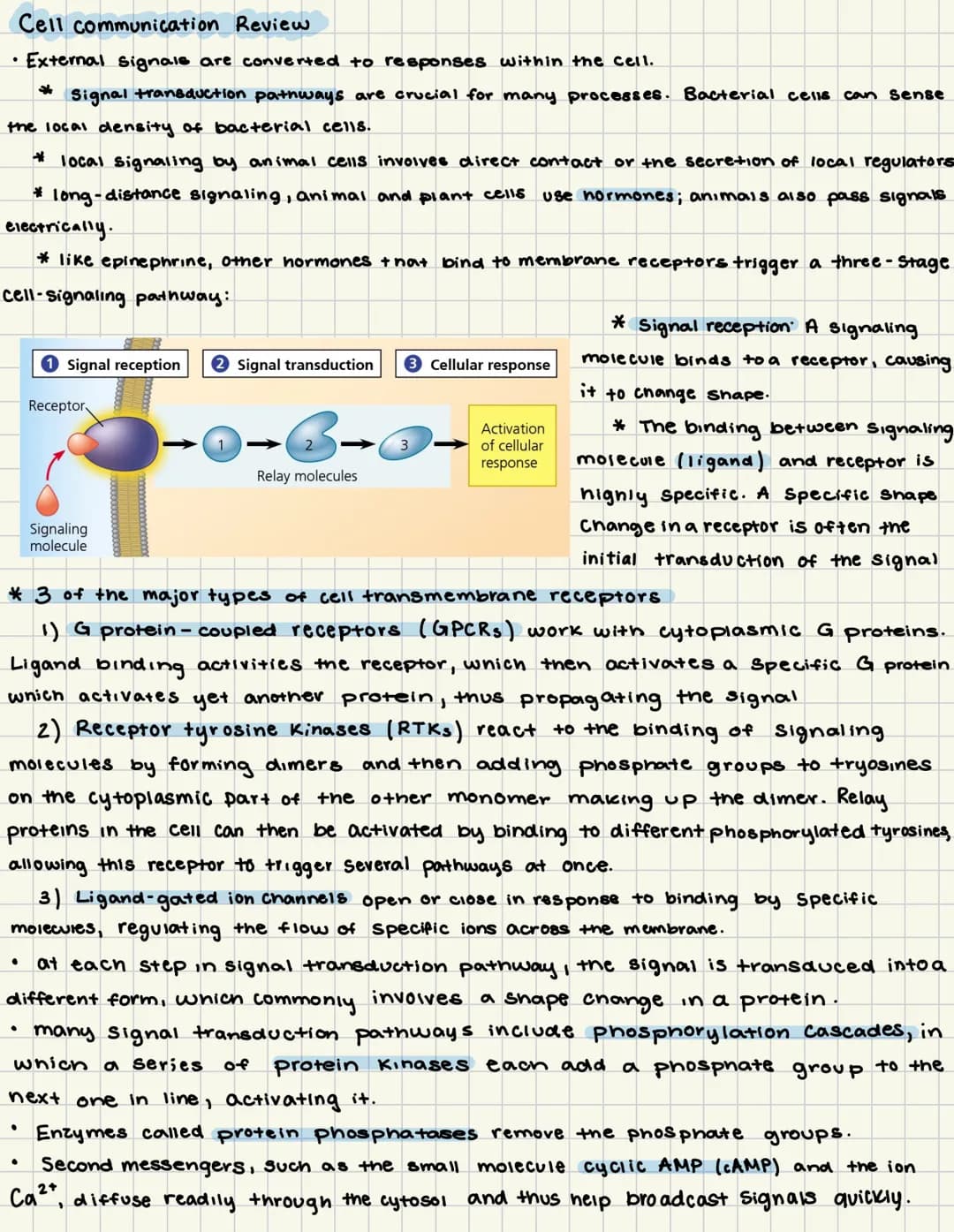 Cell communication Review
• External signale are converted to responses within the cell.
Signal transduction pathways are crucial for many p