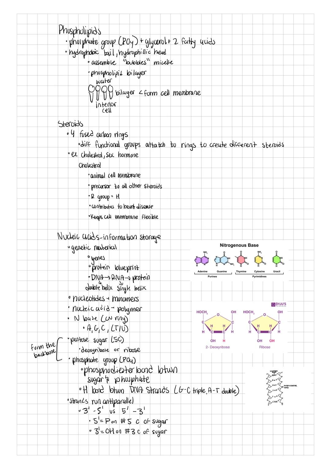• matter made of atoms
•Protons, neutrons, and electrons
• life is mostly made up of Curbon, Oxygen, Hydrogen, and Nitrogen
•Secundarily Pot
