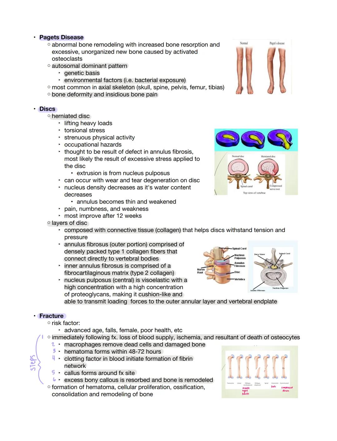 Integumentary.
Anatomy
.
o largest organ
hairy: prevalent
glabrous: thick on fingers, palms, soles, etc
o keratinocytes: predominant cell ty