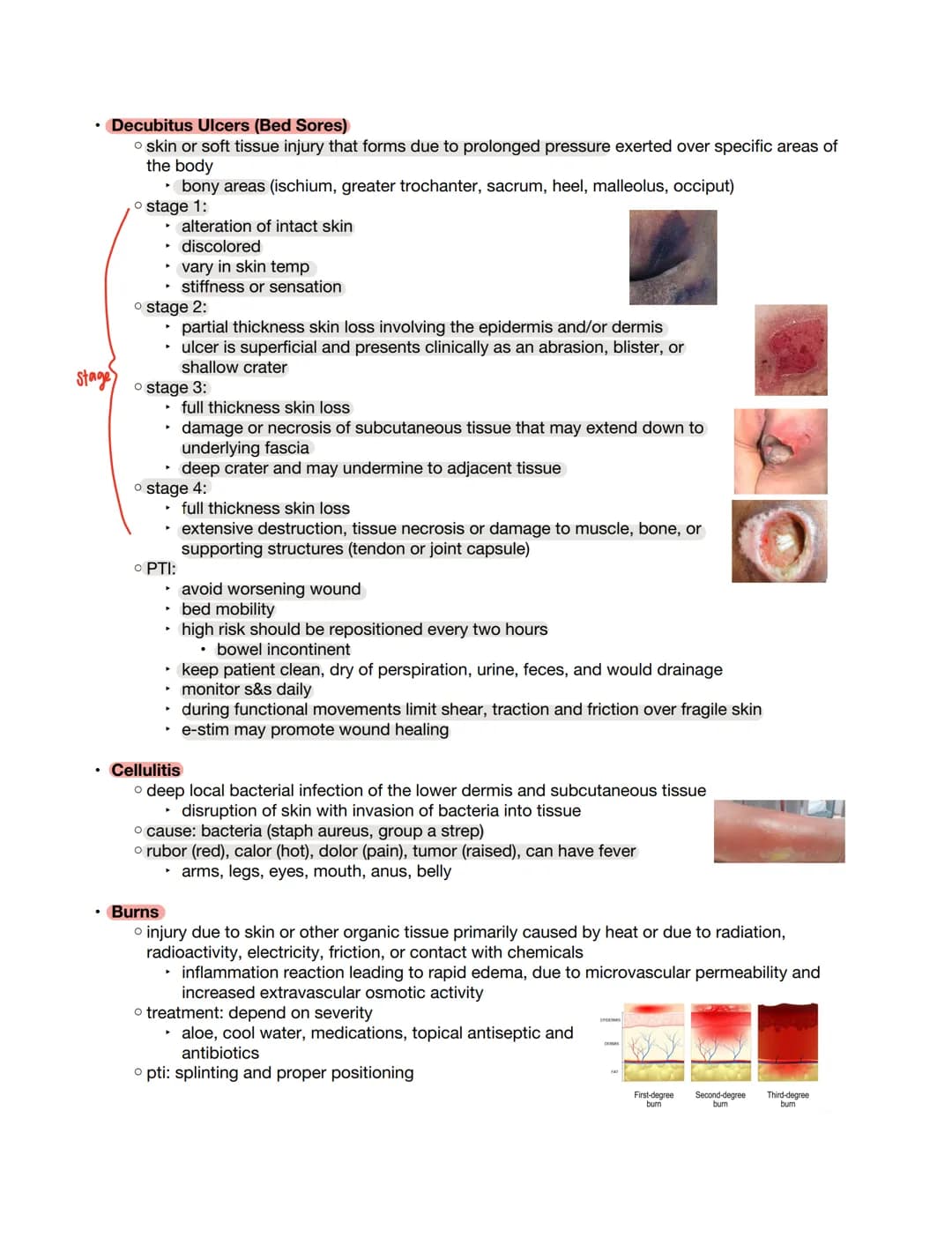 Integumentary.
Anatomy
.
o largest organ
hairy: prevalent
glabrous: thick on fingers, palms, soles, etc
o keratinocytes: predominant cell ty