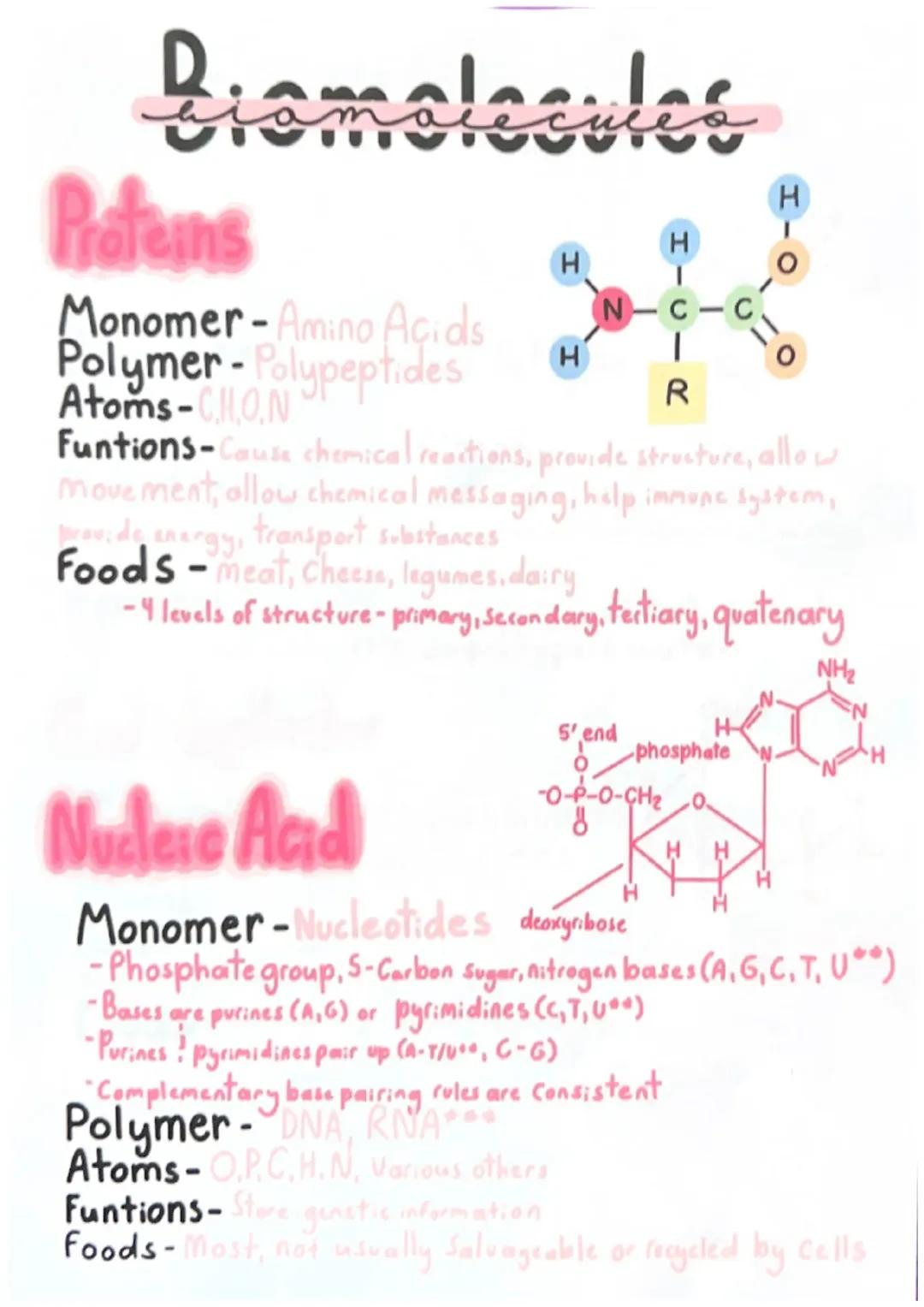 Les Acides Aminés Monomères : Structure, Exemples, et Liste