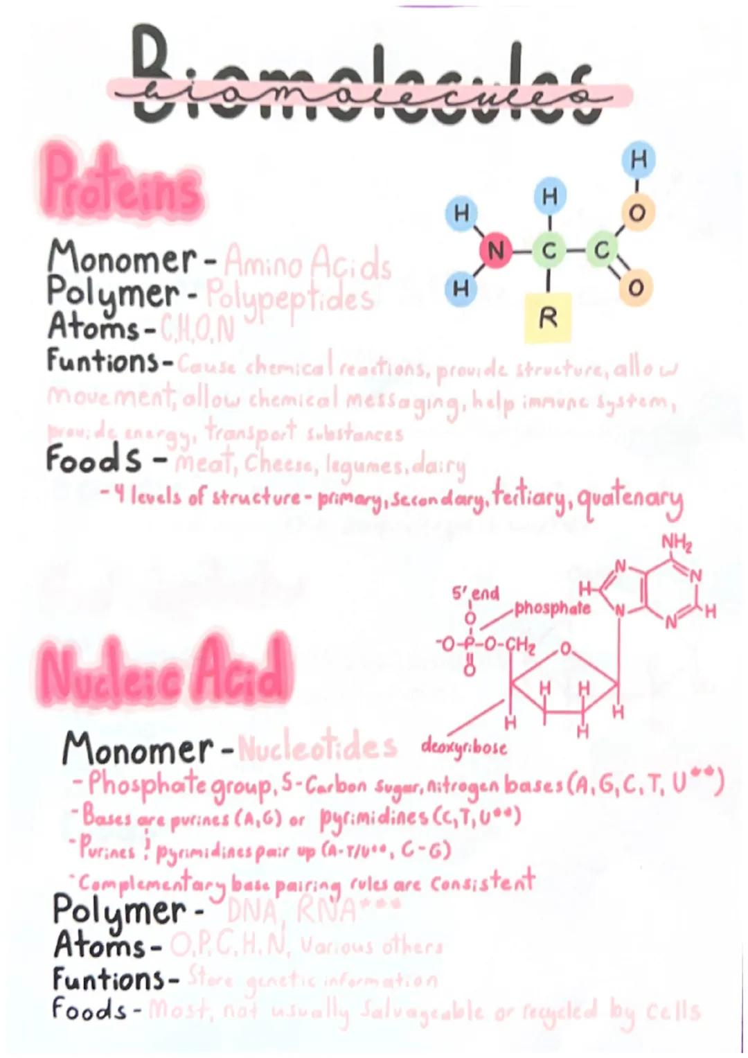 
<h2 id="monomeraminoacids">Monomer-Amino Acids</h2>
<p>The monomer of proteins is made up of amino acids. Amino acids are organic compounds