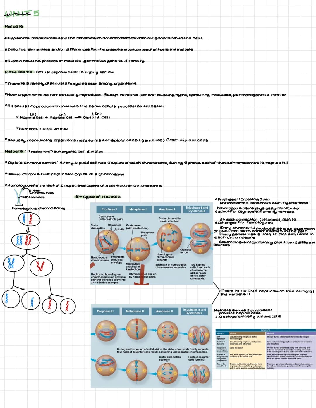 unit 5
Meio9i9
*Explain how meiosis results in the transmission of chromosomes from one generation to the next
* Describe similarities and/o