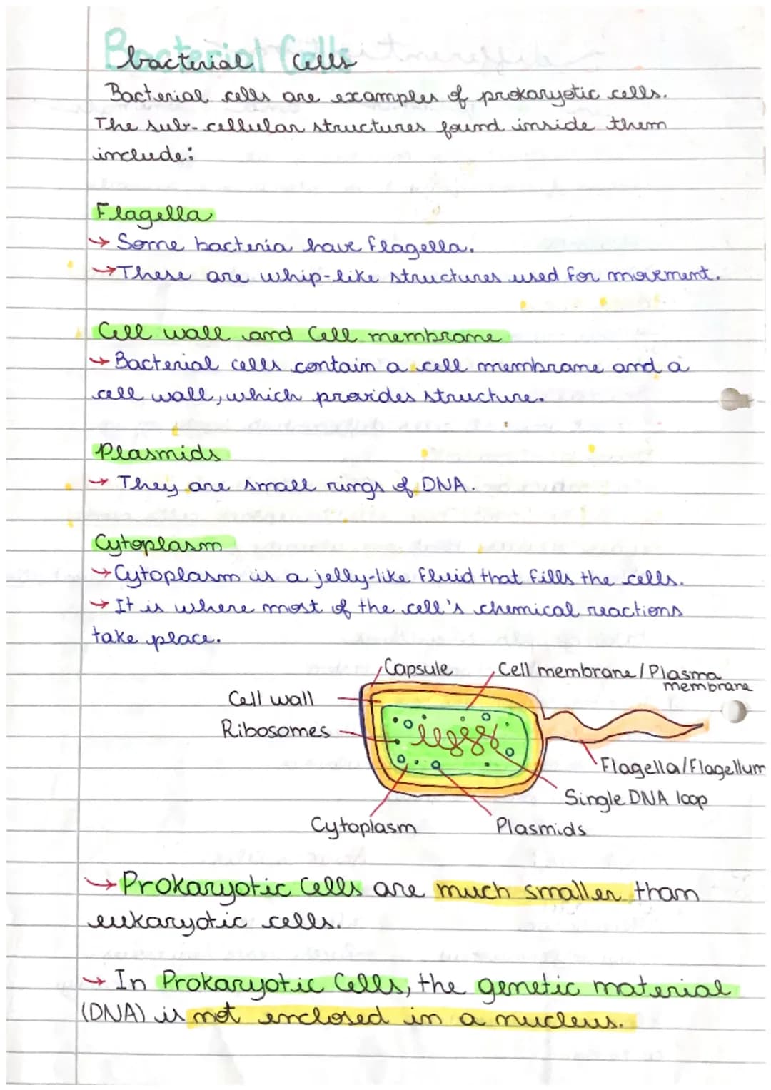 anima
Sub-cellular structures are things found in a cell. An
animal cell contains the following sub-cellular structures:
Cell membrane
Call

