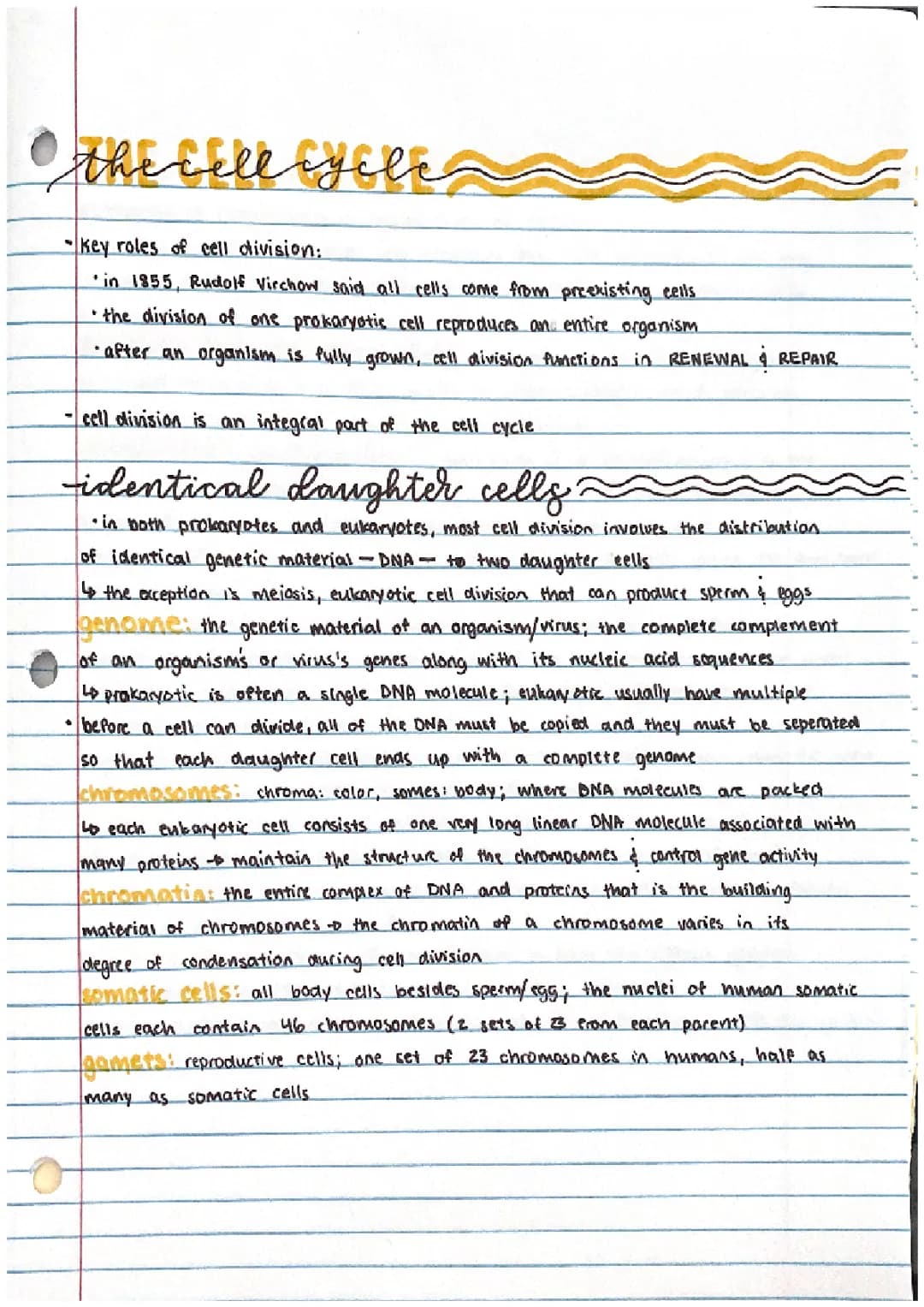 Understanding Cell Division: Roles, Distribution of Chromosomes, and More