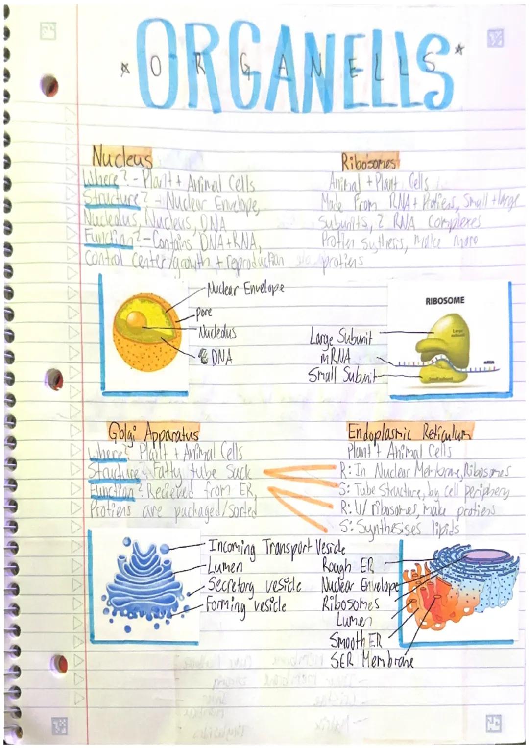 J a d f d d d d d d d S S S S
ORGANELLS
Nucleus
Where? - Plant + Aurimal Cells
D Structure? + Nuclear Envelope,
Nucledus Nucleus, DNA
Functi