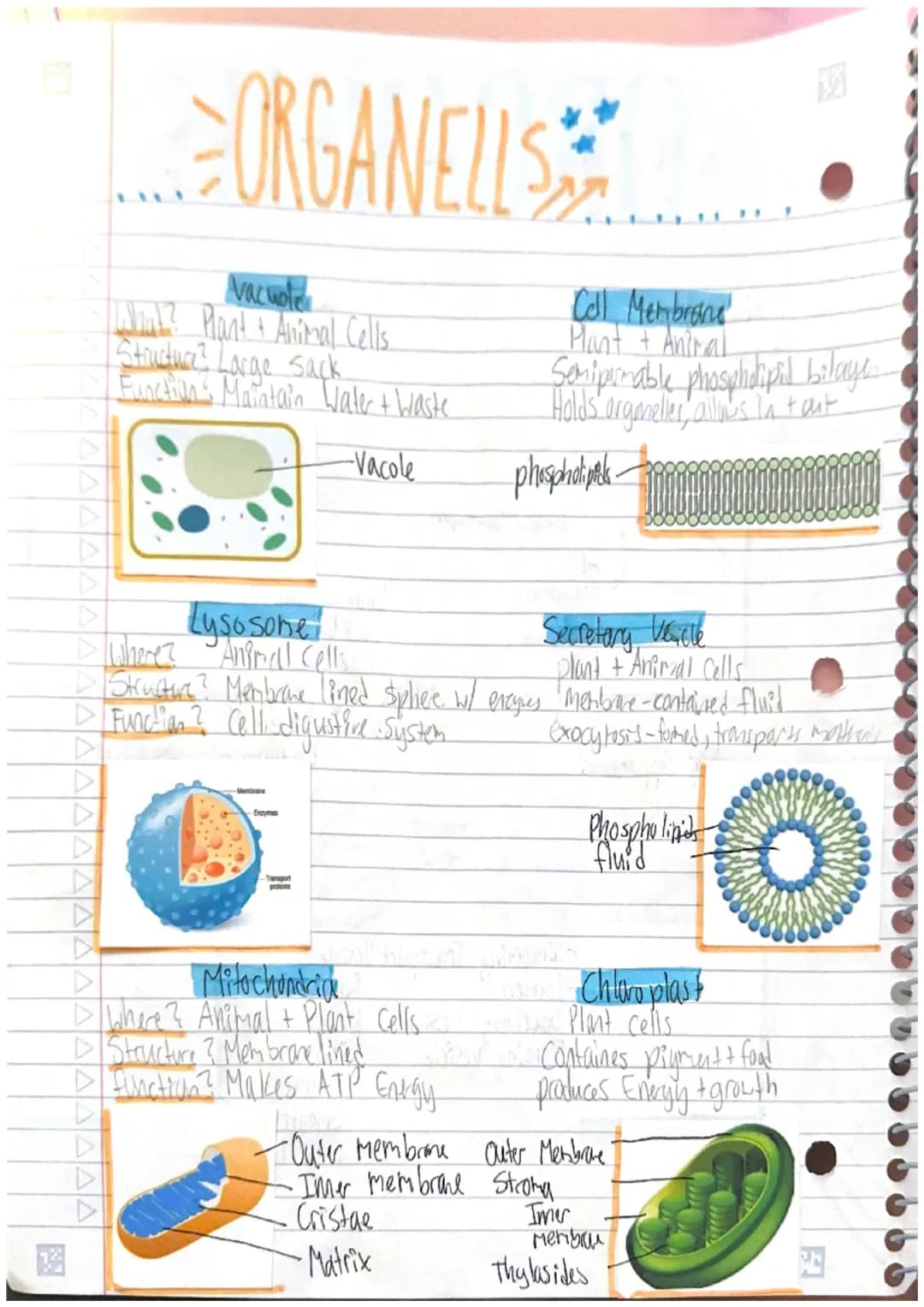 J a d f d d d d d d d S S S S
ORGANELLS
Nucleus
Where? - Plant + Aurimal Cells
D Structure? + Nuclear Envelope,
Nucledus Nucleus, DNA
Functi