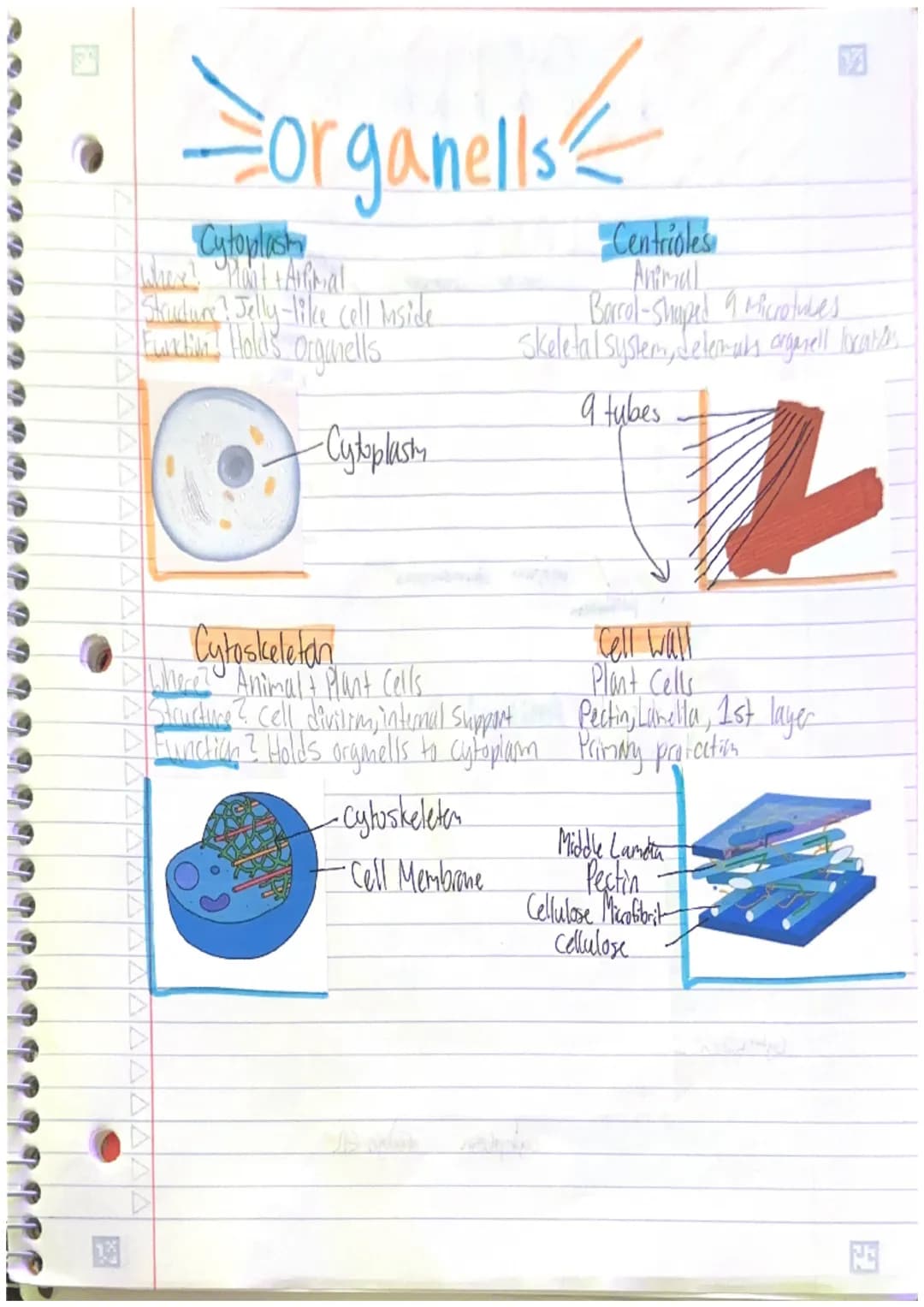 J a d f d d d d d d d S S S S
ORGANELLS
Nucleus
Where? - Plant + Aurimal Cells
D Structure? + Nuclear Envelope,
Nucledus Nucleus, DNA
Functi