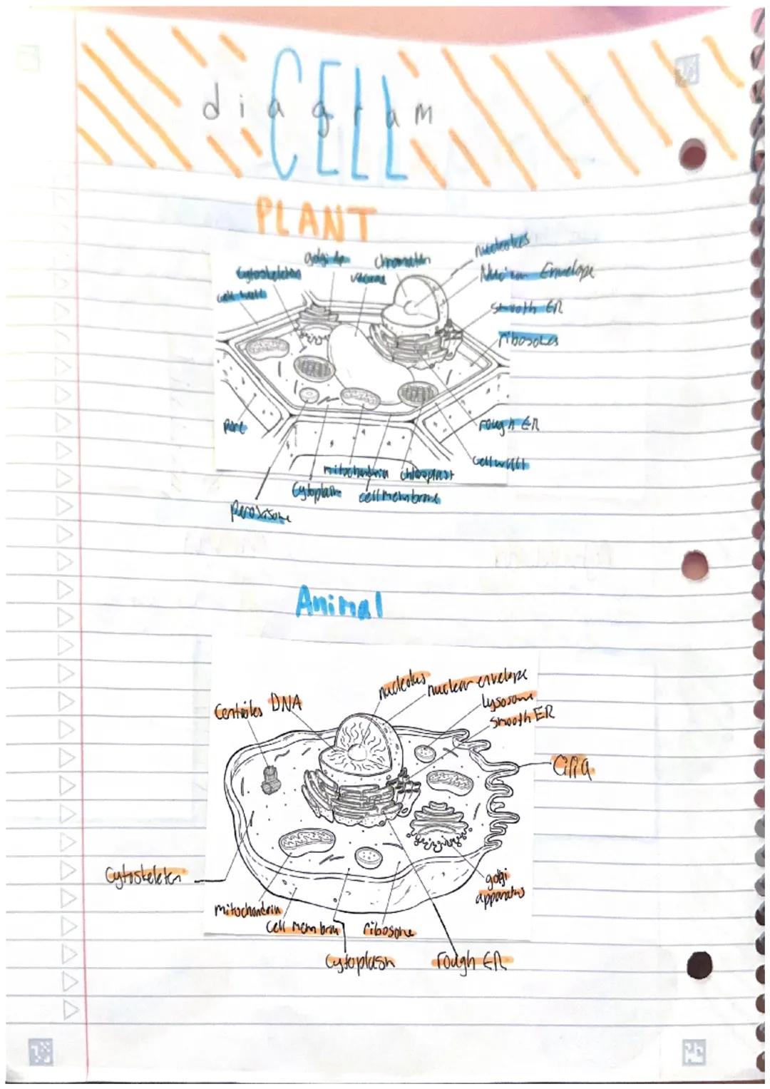 J a d f d d d d d d d S S S S
ORGANELLS
Nucleus
Where? - Plant + Aurimal Cells
D Structure? + Nuclear Envelope,
Nucledus Nucleus, DNA
Functi