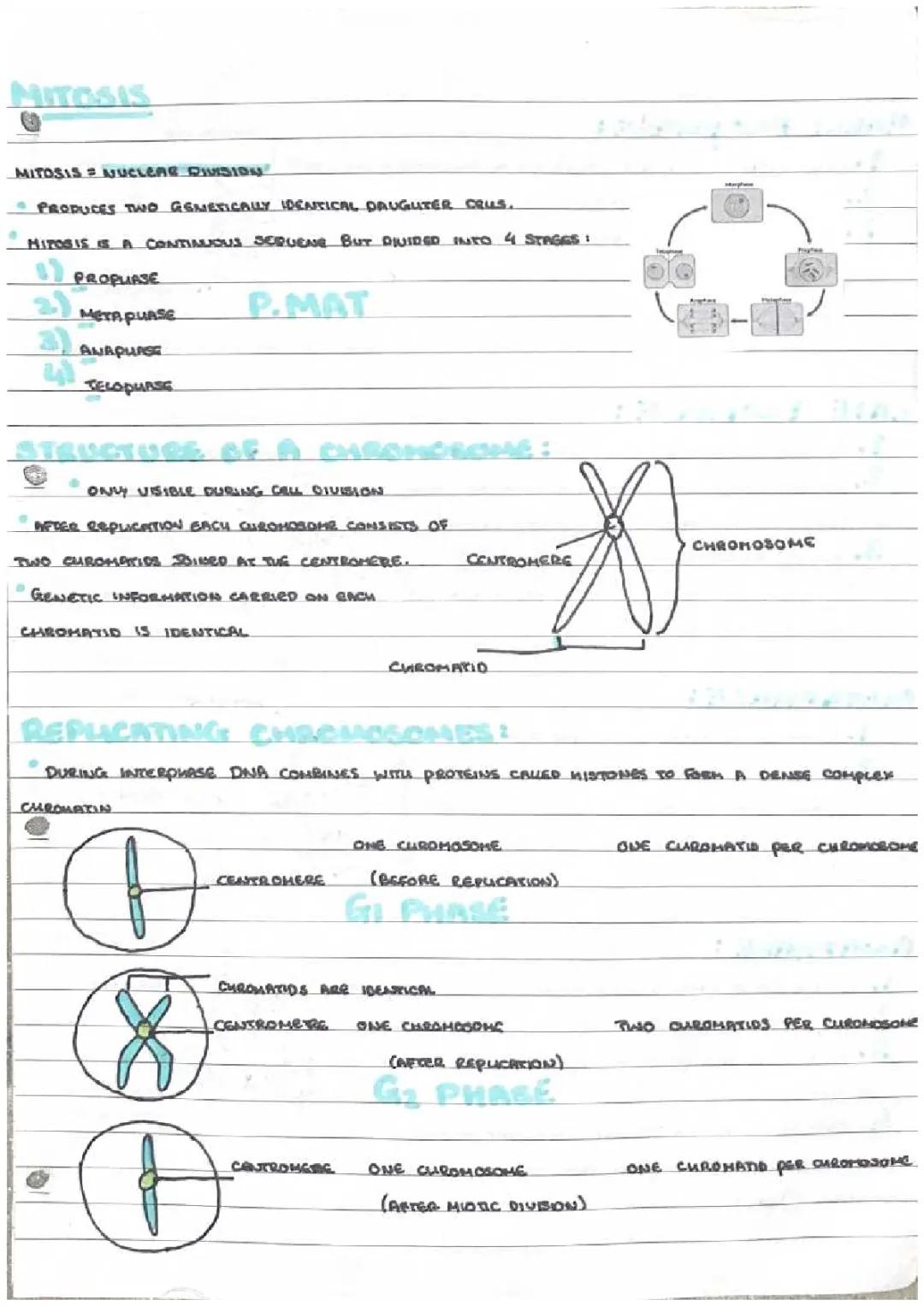Cell division-Mitosis