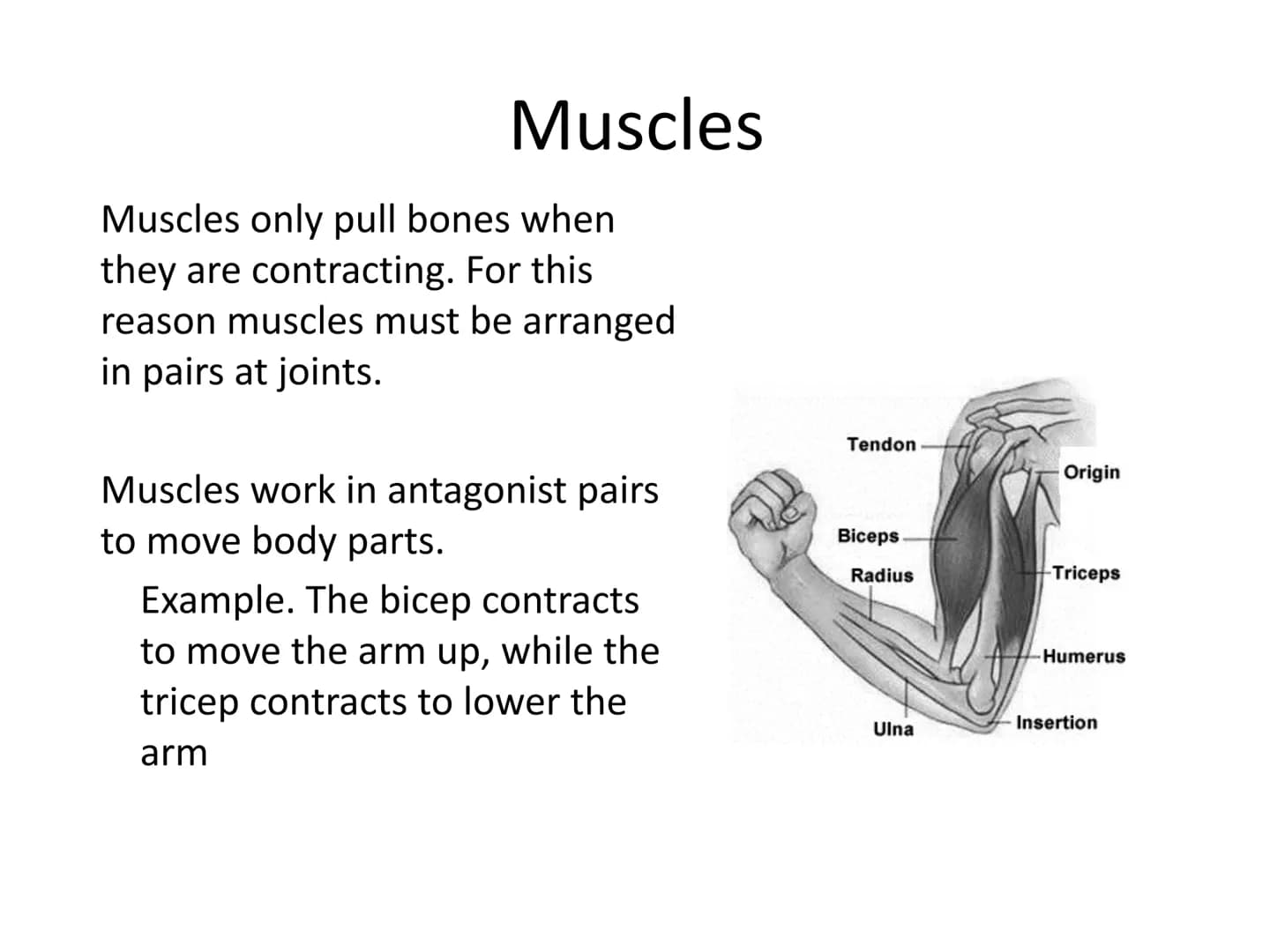 The Musculoskeletal System Musculoskeletal
system:
• A system made of muscles and bones
●
Muscles are attached to bones by tendons
• Bones a
