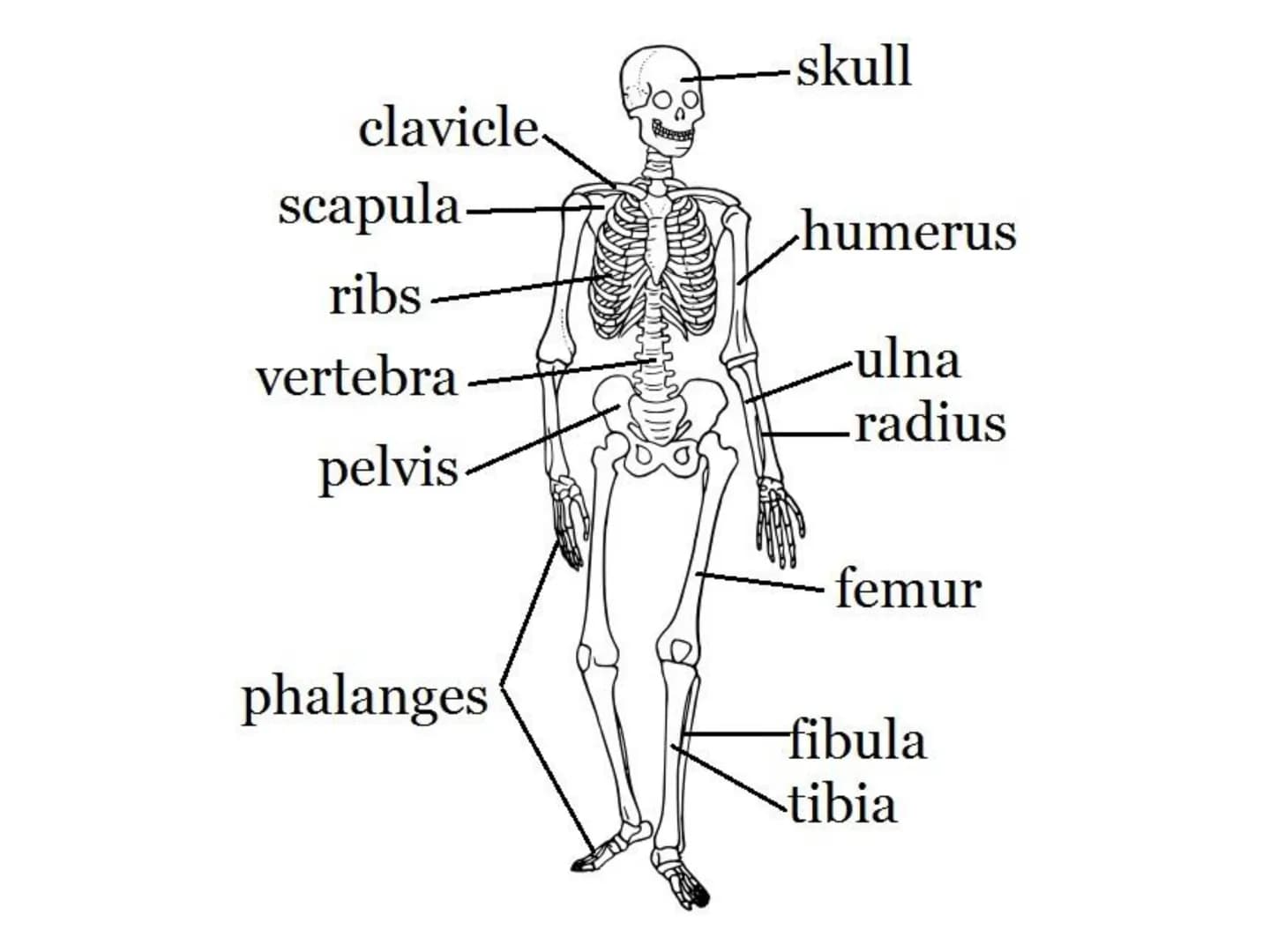 The Musculoskeletal System Musculoskeletal
system:
• A system made of muscles and bones
●
Muscles are attached to bones by tendons
• Bones a
