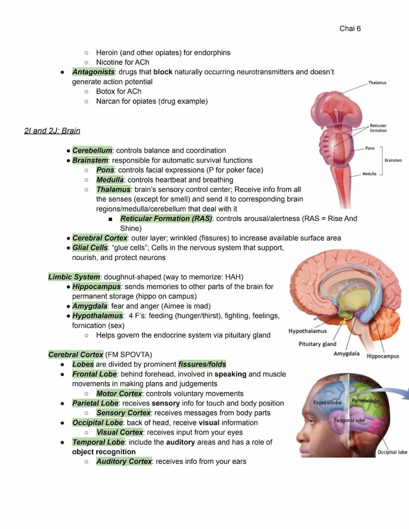 2A-C: Heredity, Environment, Evolution
Unit 2: Biological Bases of Behavior (8-10%)
●
Heredity: genetically transmitted or transmittable fro