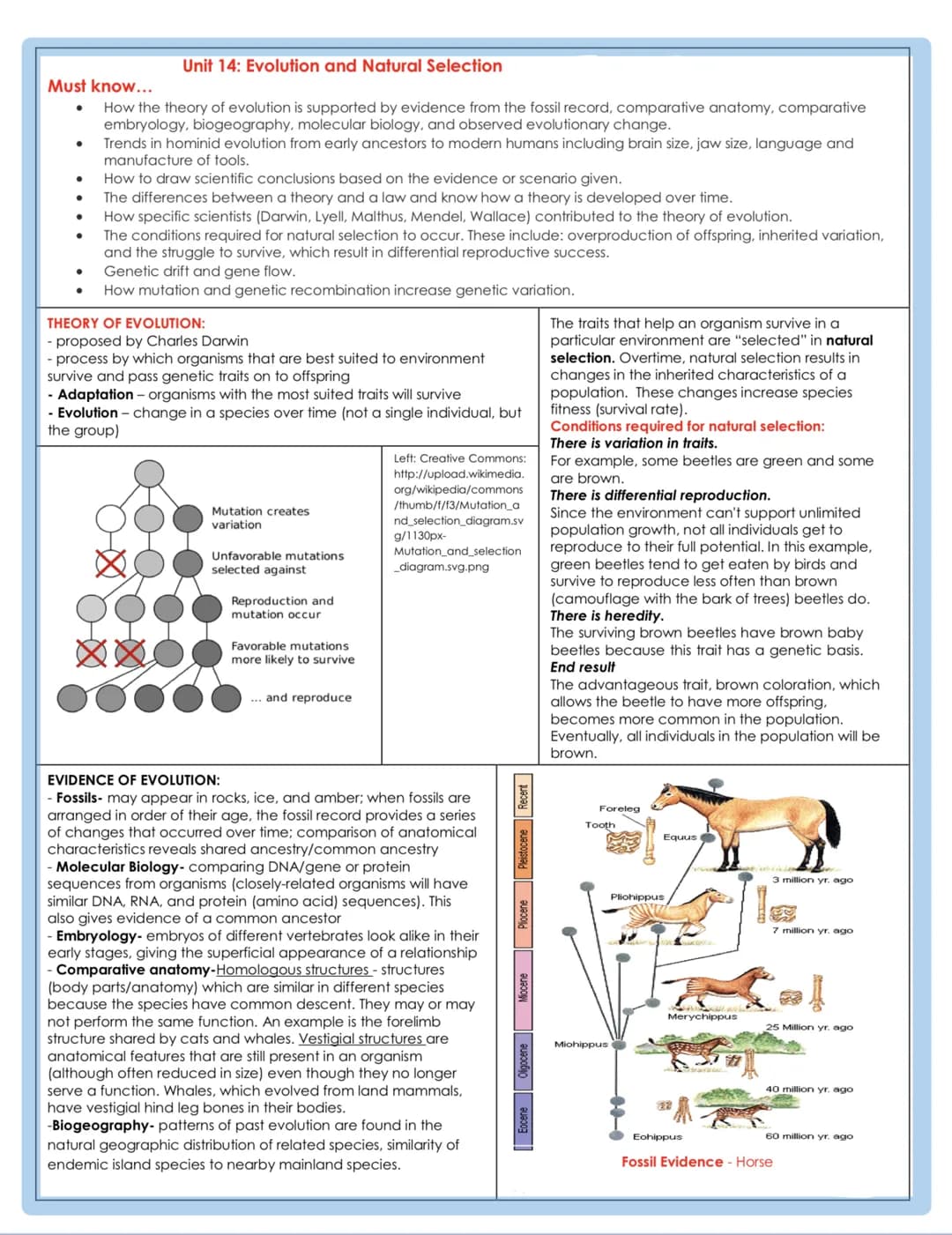 Must know...
How the theory of evolution is supported by evidence from the fossil record, comparative anatomy, comparative
embryology, bioge