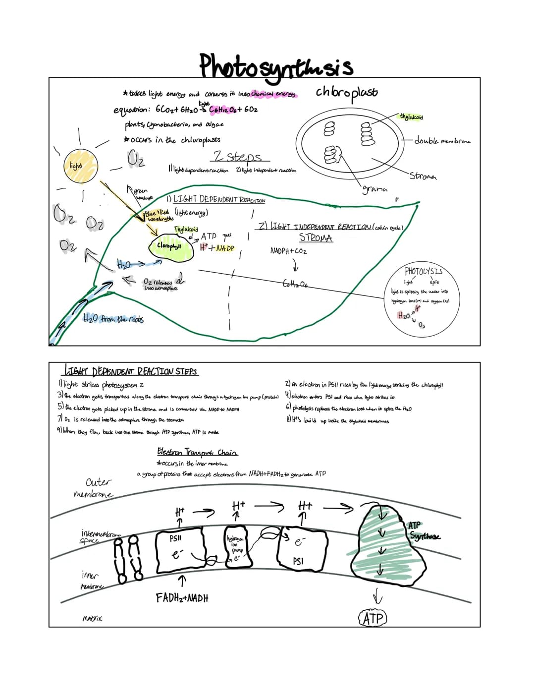 light
10₂
02
02
* takes light energy and converts it into chemical energy
light
equation: 6Co₂+ 6H₂0 C6H₁₂O6 + 60₂
plants, Cyanobacteria, an