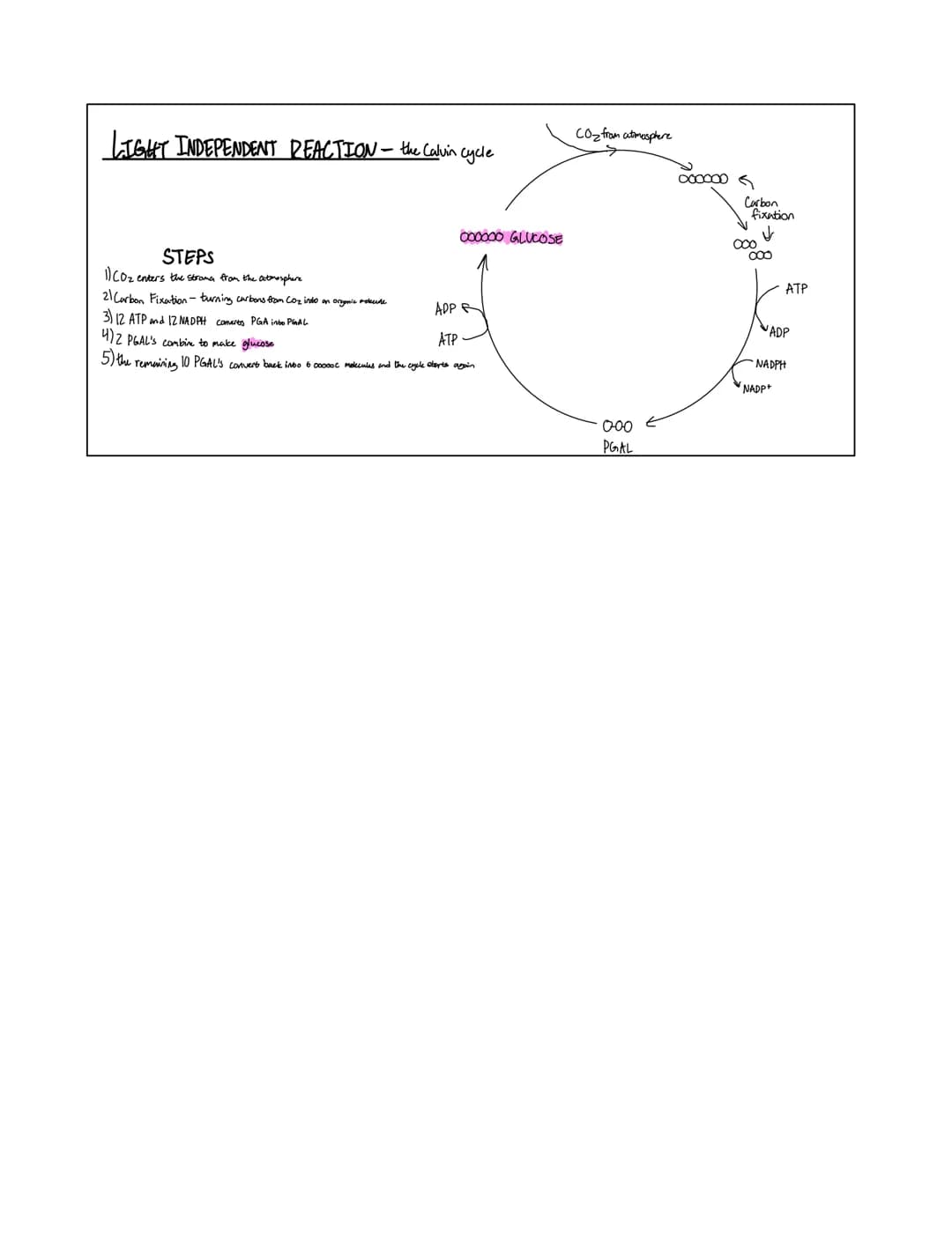 light
10₂
02
02
* takes light energy and converts it into chemical energy
light
equation: 6Co₂+ 6H₂0 C6H₁₂O6 + 60₂
plants, Cyanobacteria, an