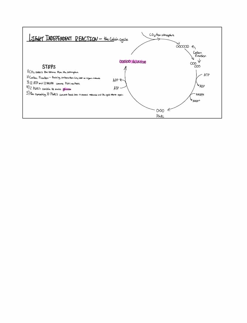light
10₂
02
02
* takes light energy and converts it into chemical energy
light
equation: 6Co₂+ 6H₂0 C6H₁₂O6 + 60₂
plants, Cyanobacteria, an