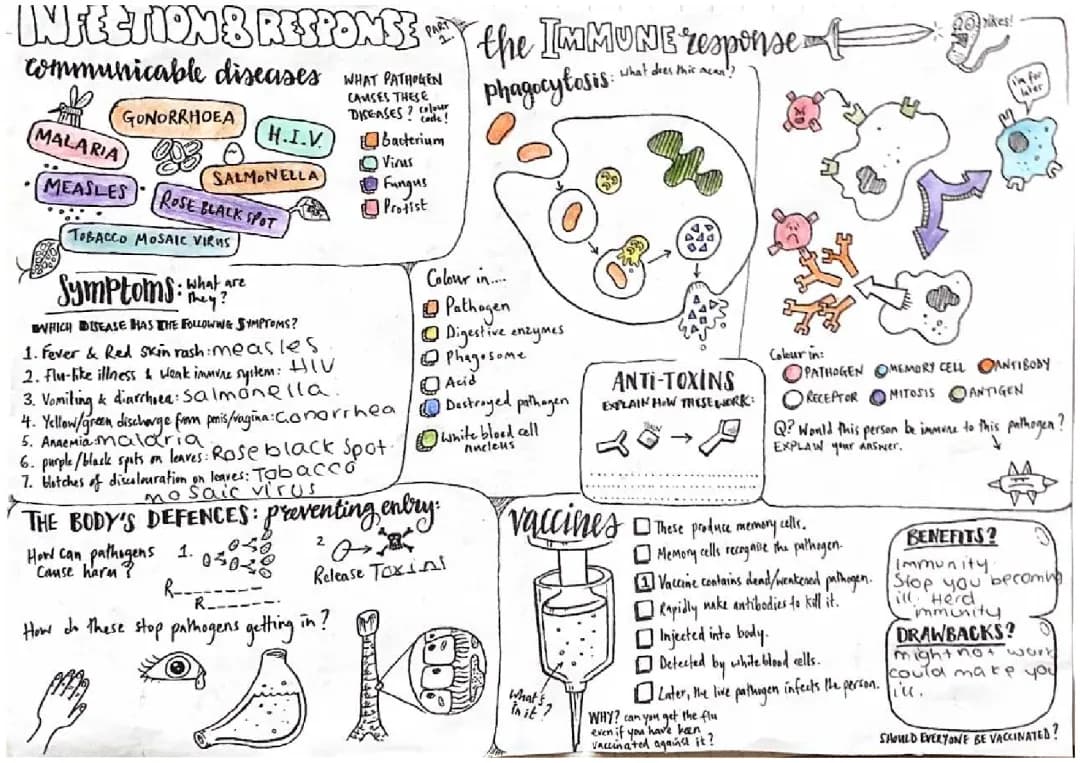How Your Immune System Fights Viruses and Defends Against Infections