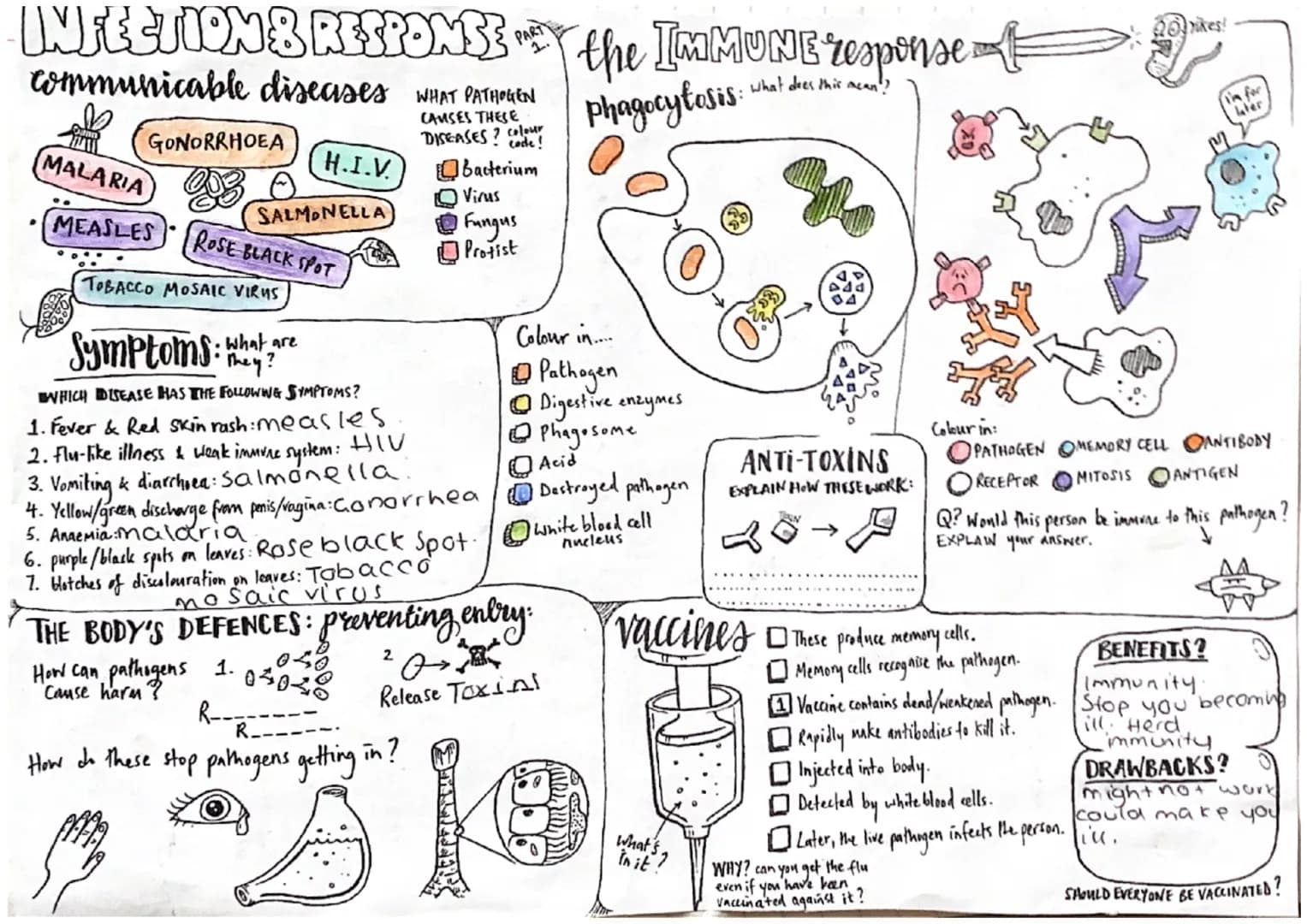 INFECTION & RESPONSE the IMMUNE response
PART
communicable diseases WHAT PATHOGEN
What does
CAUSES THESE
phagocytosis:
colour
DISEASES? code