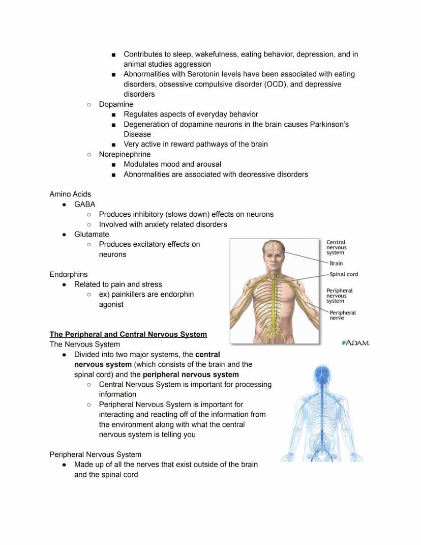 Parts of the Neuron
Brain - the biological basis
● Mind - cognitive and mental
Nervous System
●
●
The nervous system is composed of two majo