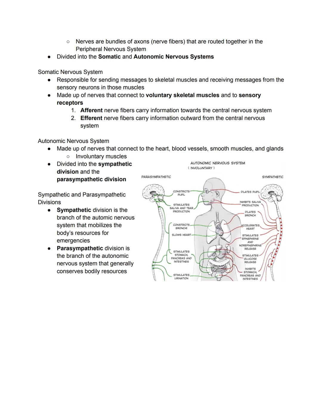 Parts of the Neuron
Brain - the biological basis
● Mind - cognitive and mental
Nervous System
●
●
The nervous system is composed of two majo
