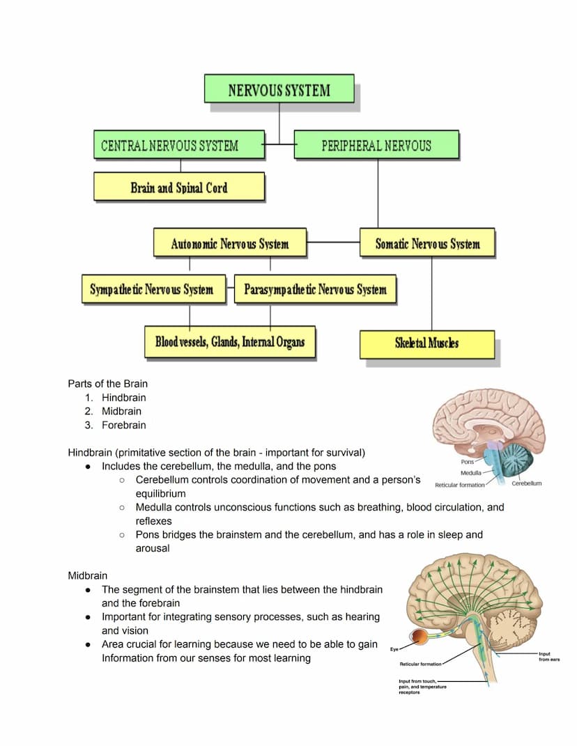 Parts of the Neuron
Brain - the biological basis
● Mind - cognitive and mental
Nervous System
●
●
The nervous system is composed of two majo