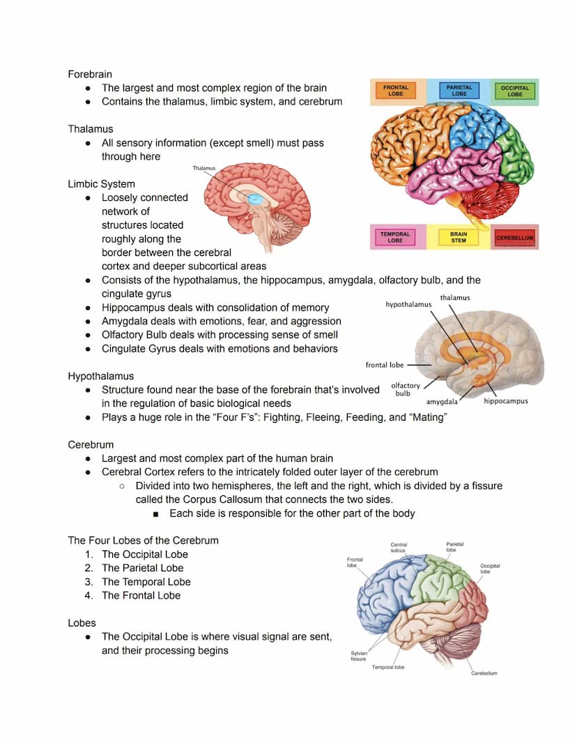 Parts of the Neuron
Brain - the biological basis
● Mind - cognitive and mental
Nervous System
●
●
The nervous system is composed of two majo