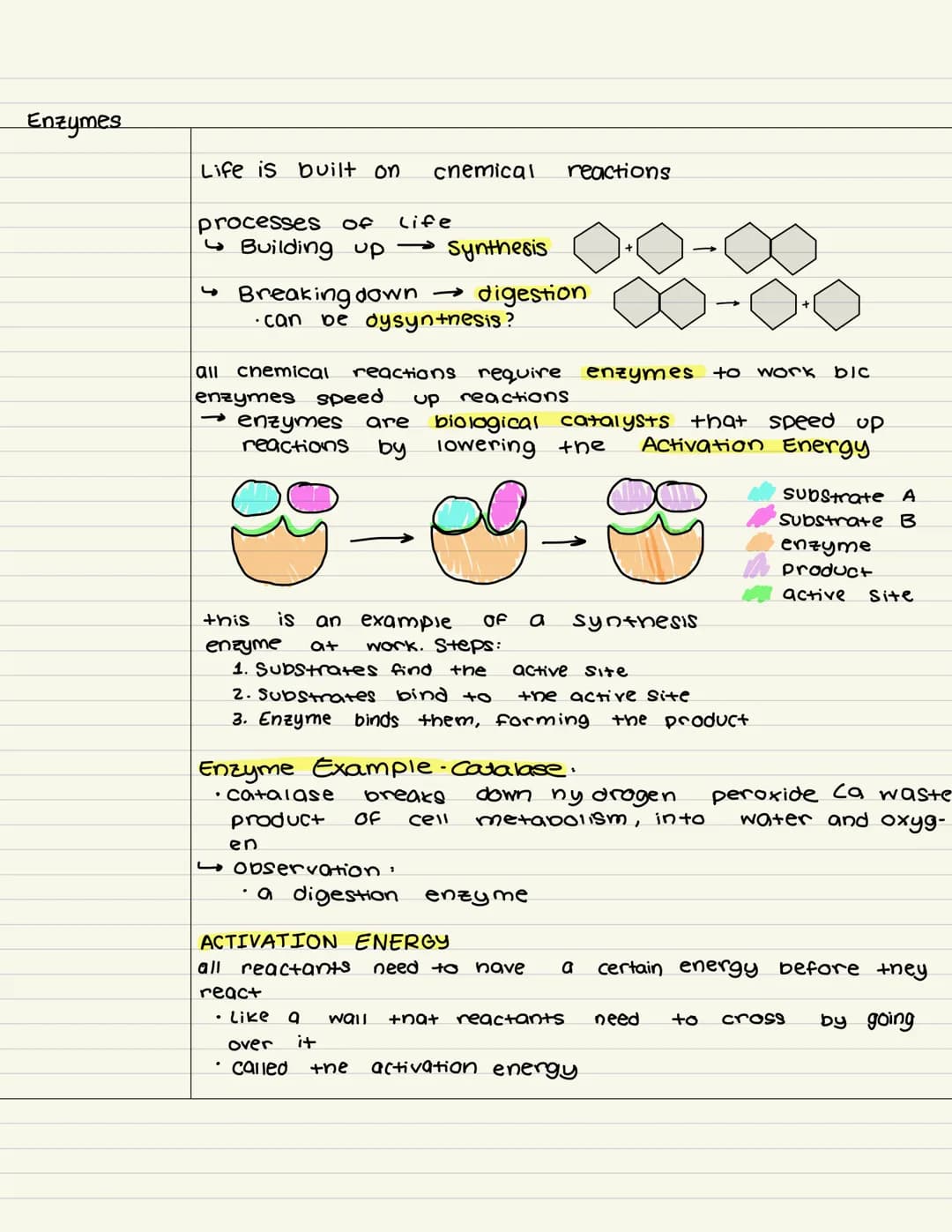 
<p>Enzymes are biological catalysts that speed up chemical reactions in the processes of life. They are essential for building up synthesis