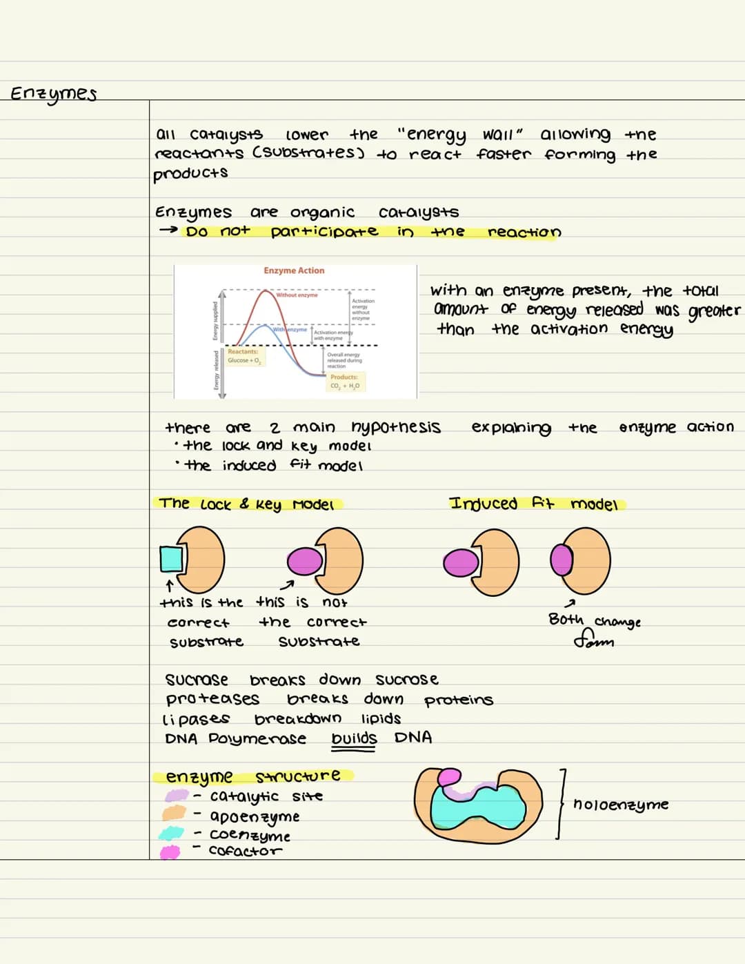 
<p>Enzymes are biological catalysts that speed up chemical reactions in the processes of life. They are essential for building up synthesis