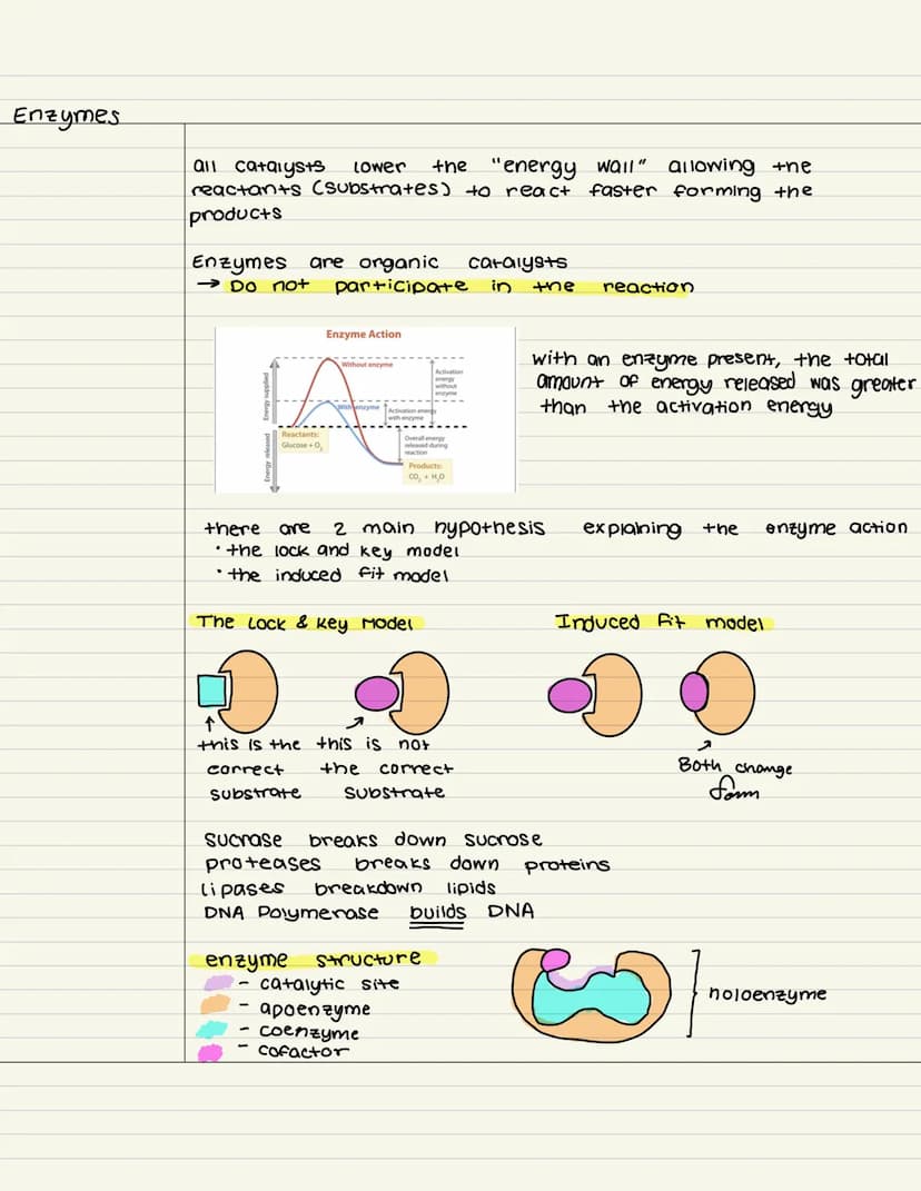 
<p>Enzymes are biological catalysts that speed up chemical reactions in the processes of life. They are essential for building up synthesis