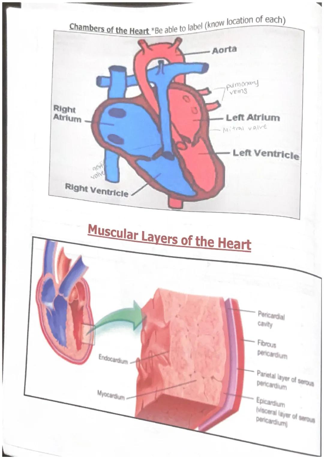 int
Unit 0> WPA- TOP - wit - 0-WPA
Starts implose
where the SA is located
- creats connection8
also starts the process
Right pulmonary
arter