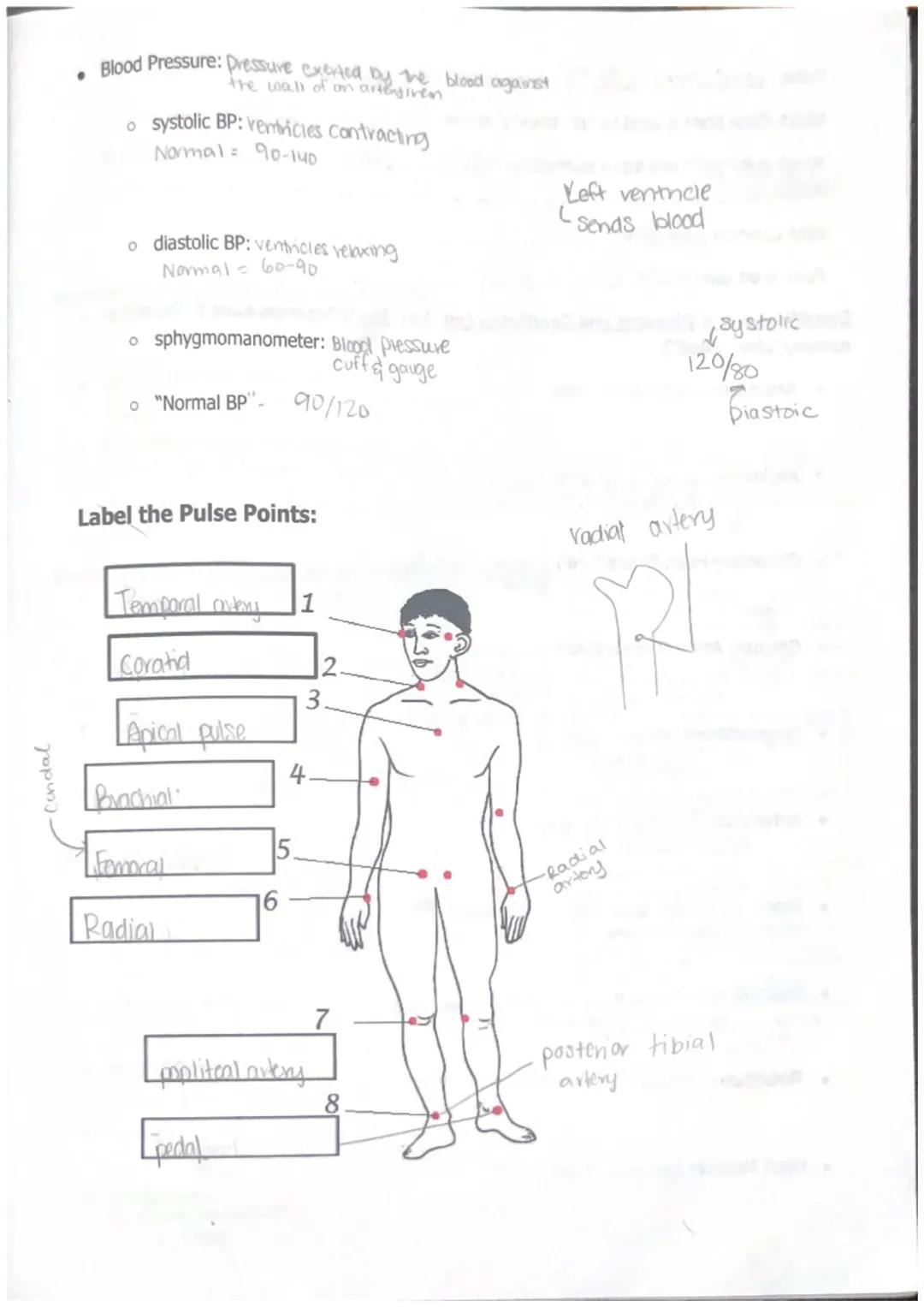 int
Unit 0> WPA- TOP - wit - 0-WPA
Starts implose
where the SA is located
- creats connection8
also starts the process
Right pulmonary
arter
