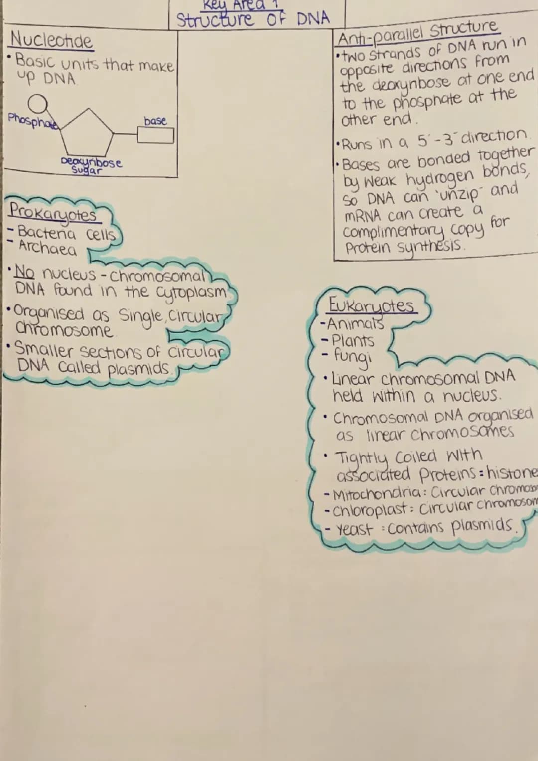 Nucleotide
Basic units that make
up DNA.
Phosphate
Deoxyribose
Sugar
Prokaryotes
- Bacteria Cells
Archaea
base
Key Area 1
Structure of DNA
N